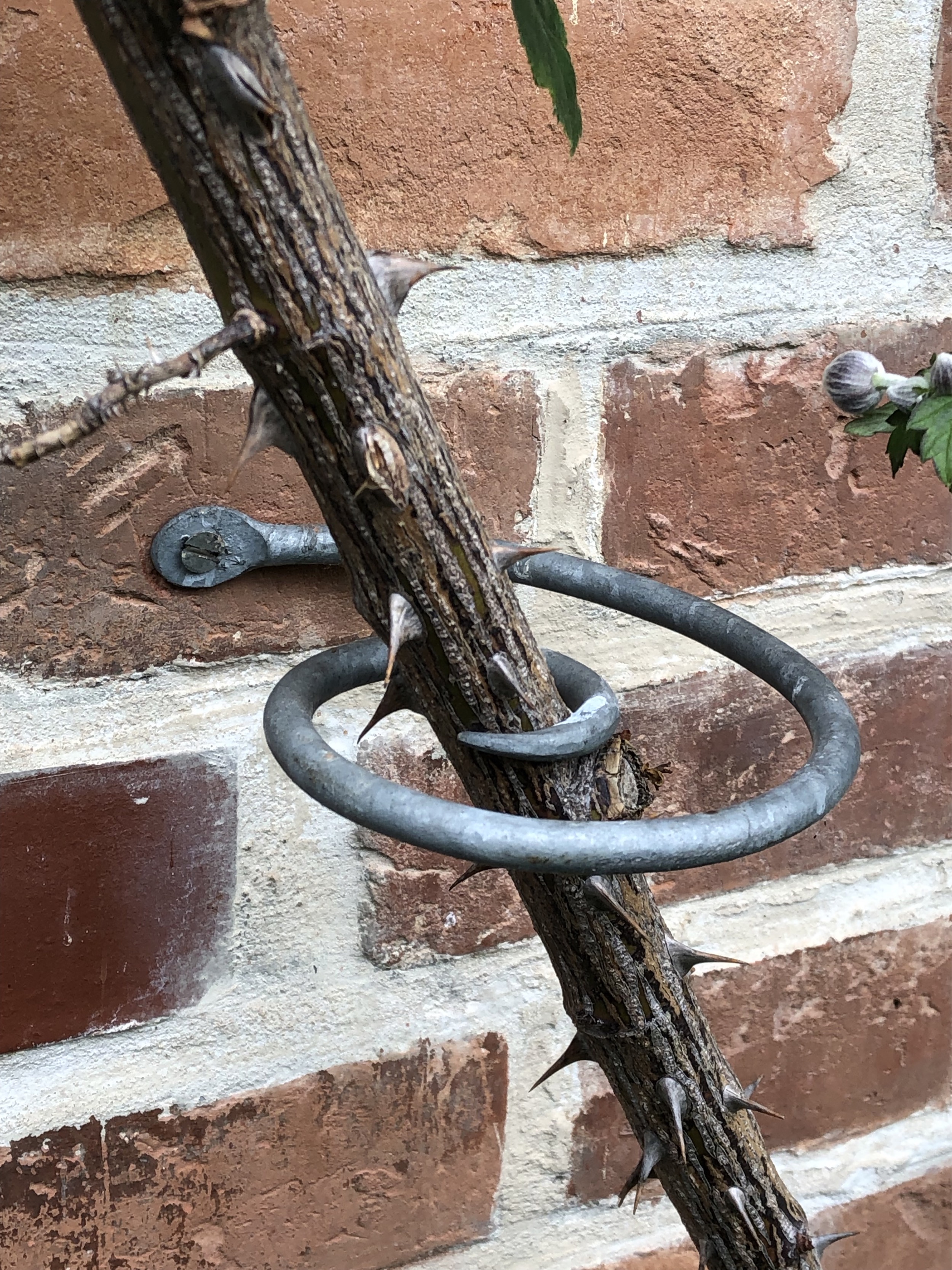 Rosenlocke Rankhilfe an einer Backsteinwand hält einen verholzten Rosentrieb