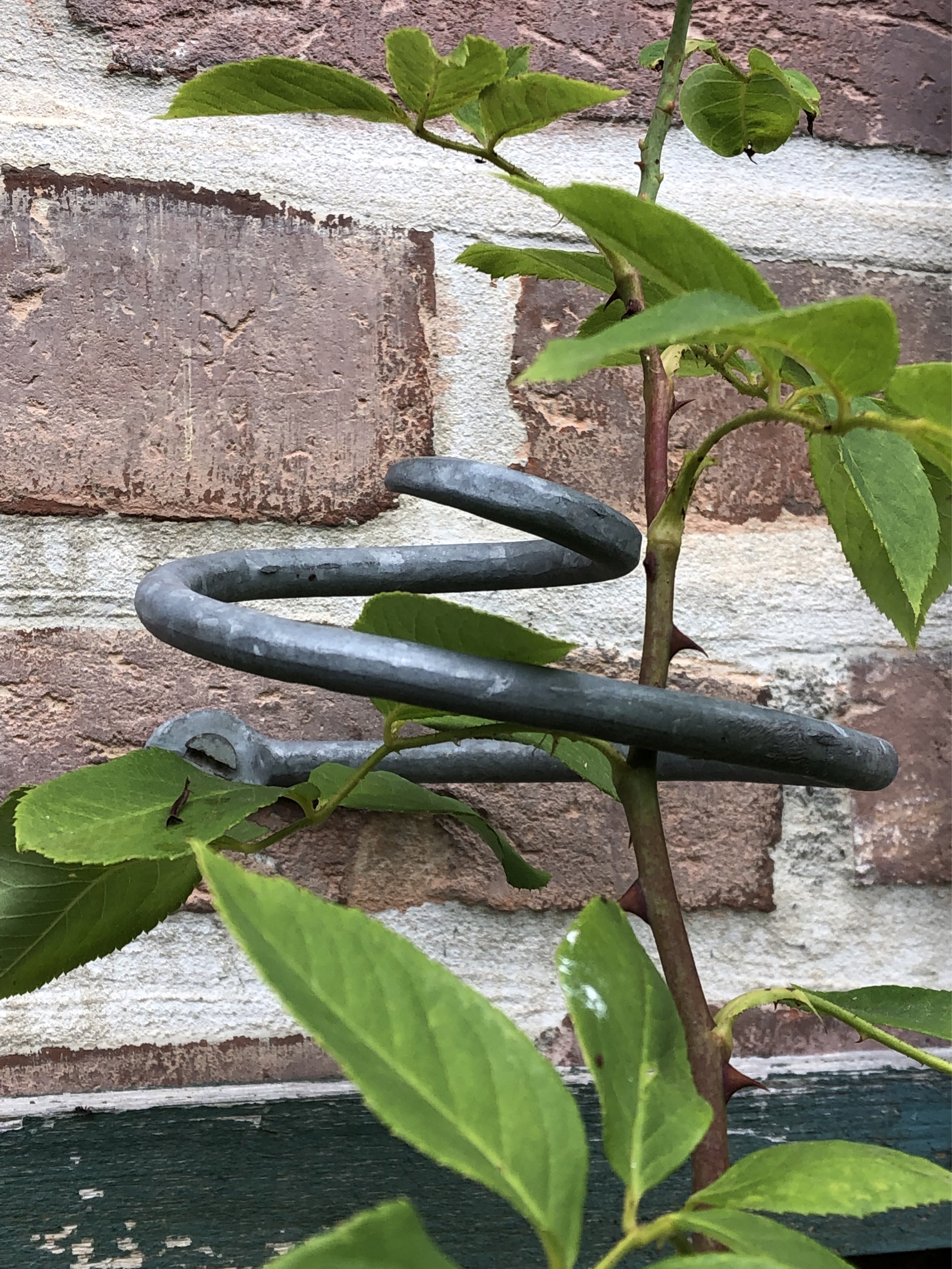 Rosenlocke Rankhilfe mit blühender Rose und Knospe am Holzzaun