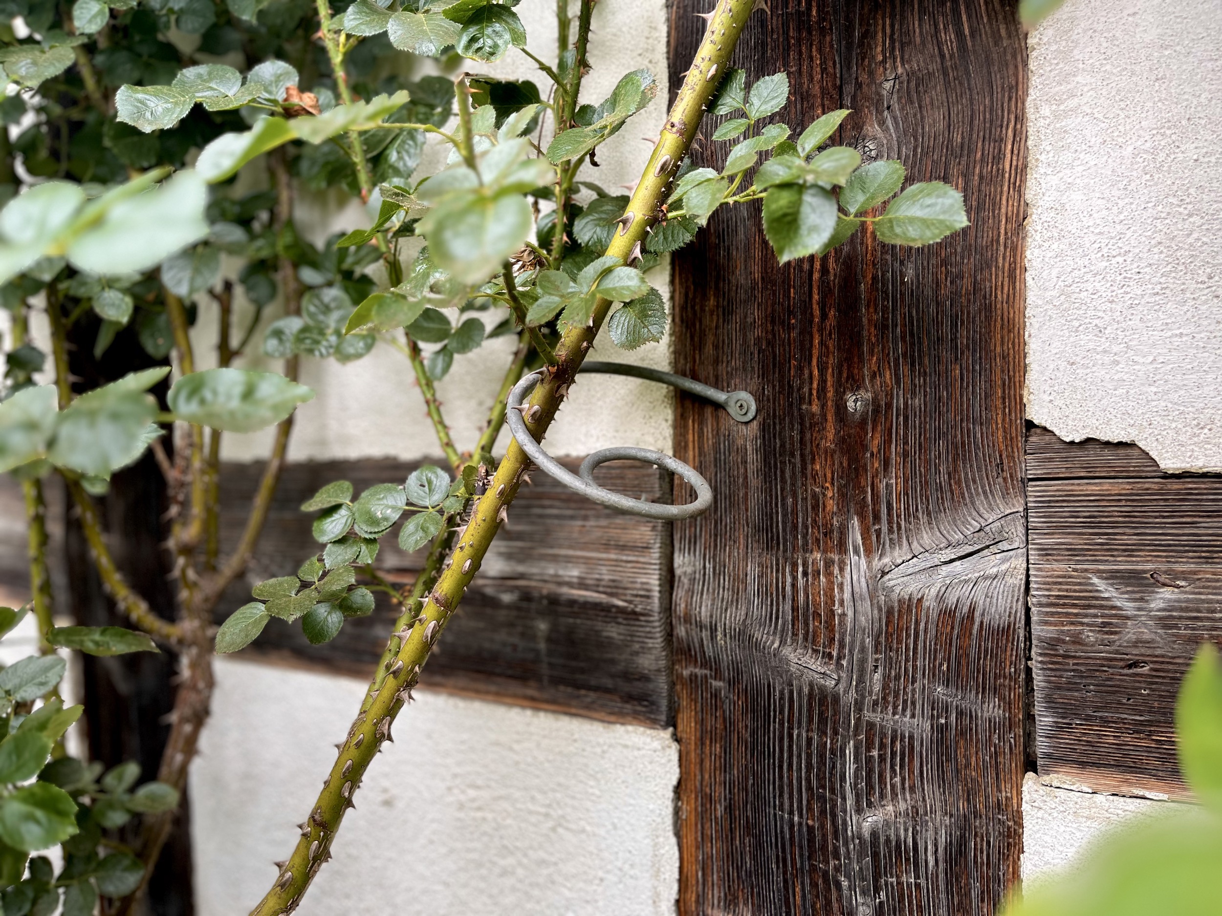 Rankhilfe für eine Rose an einem Fachwerk