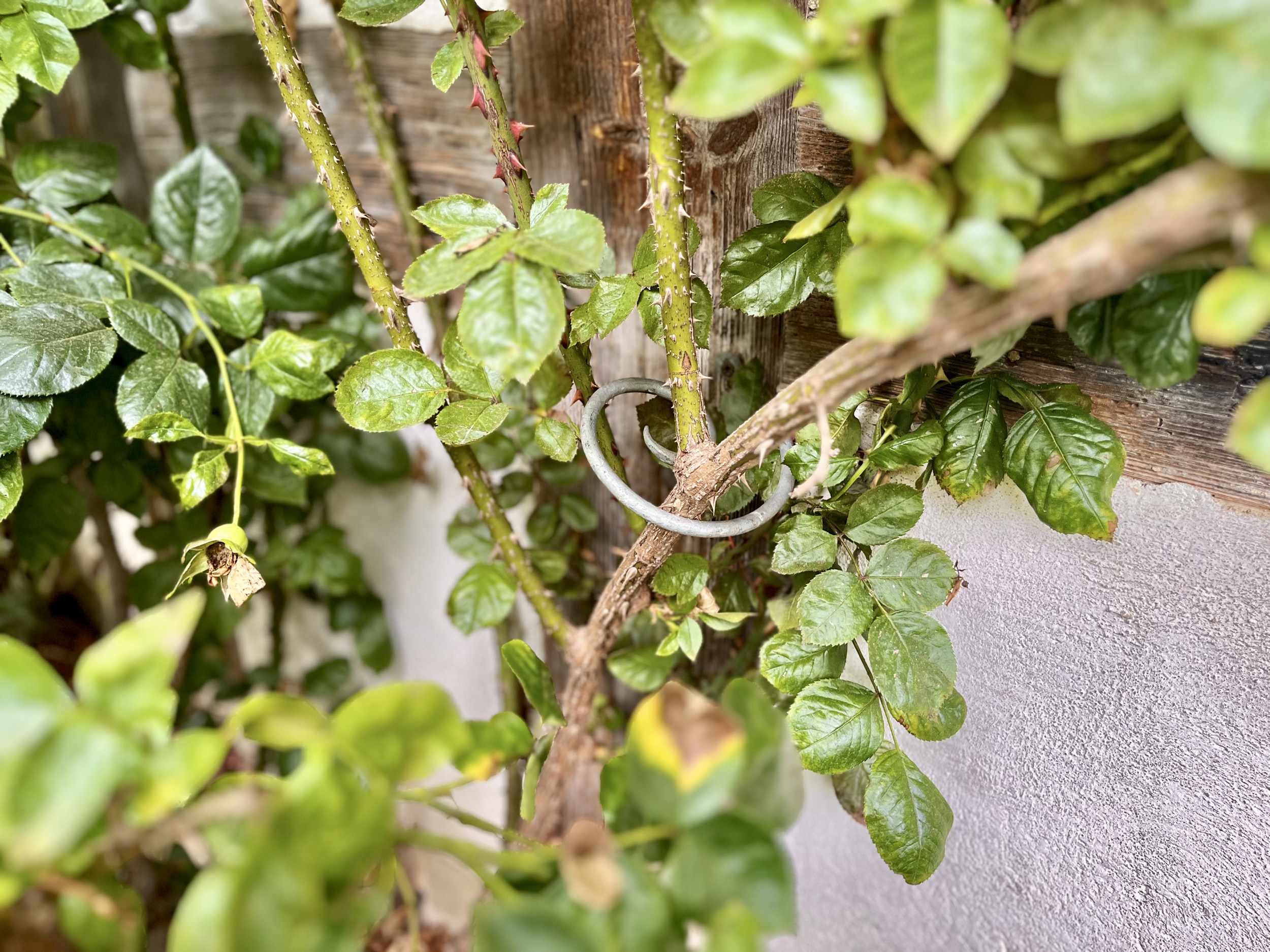 Rankhilfe für eine Rose