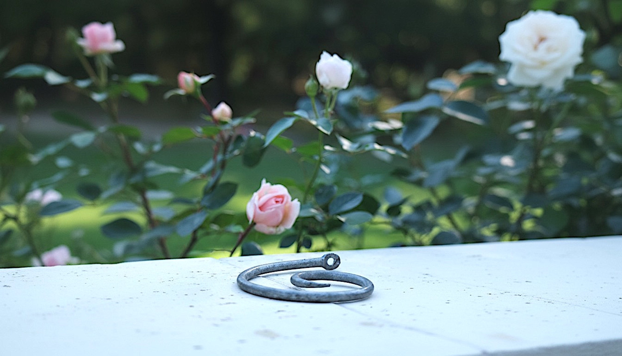 Rosenlocke Neue Bilder Rankhilfe fuer Rosen Clara Waldburg 16
