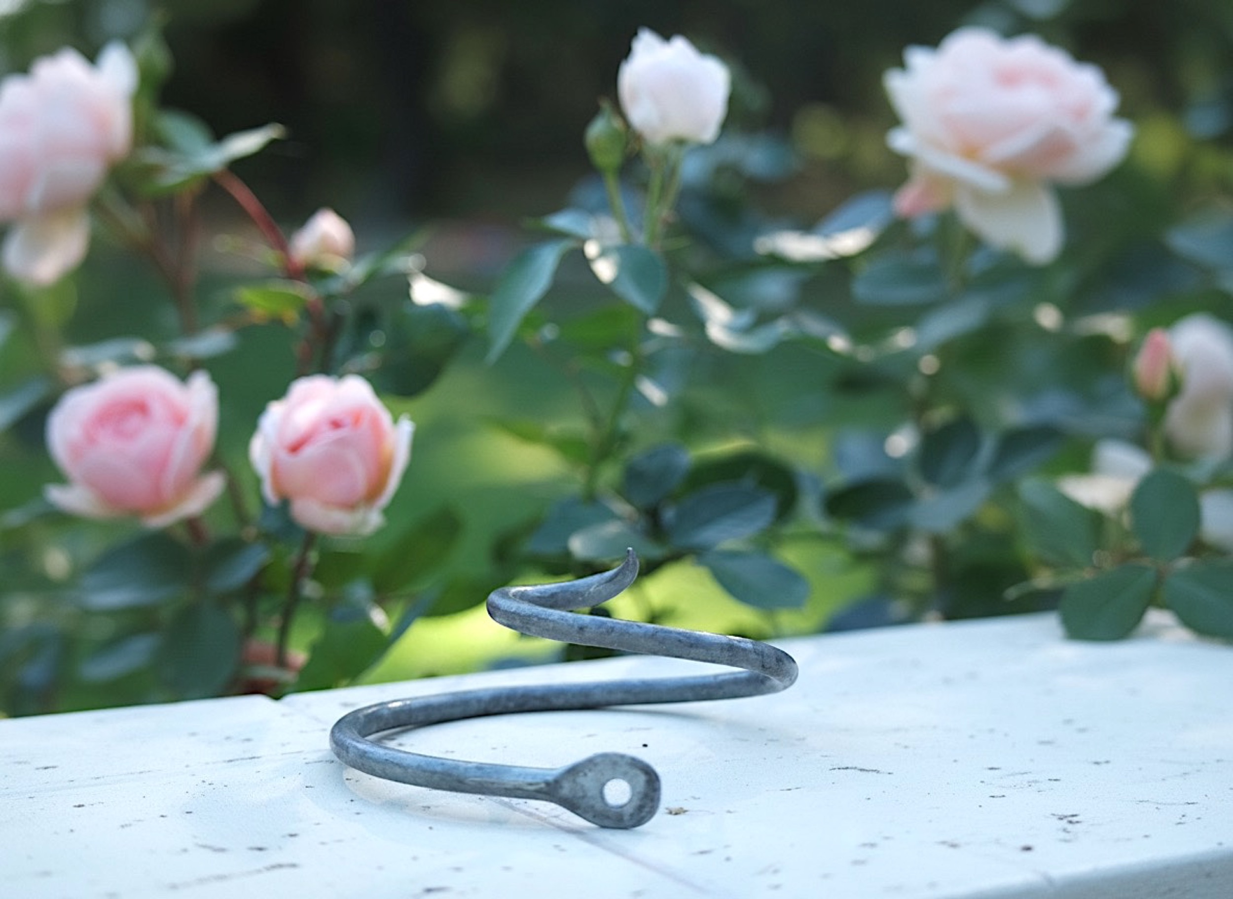 Rosenlocke Neue Bilder Rankhilfe fuer Rosen Clara Waldburg 3