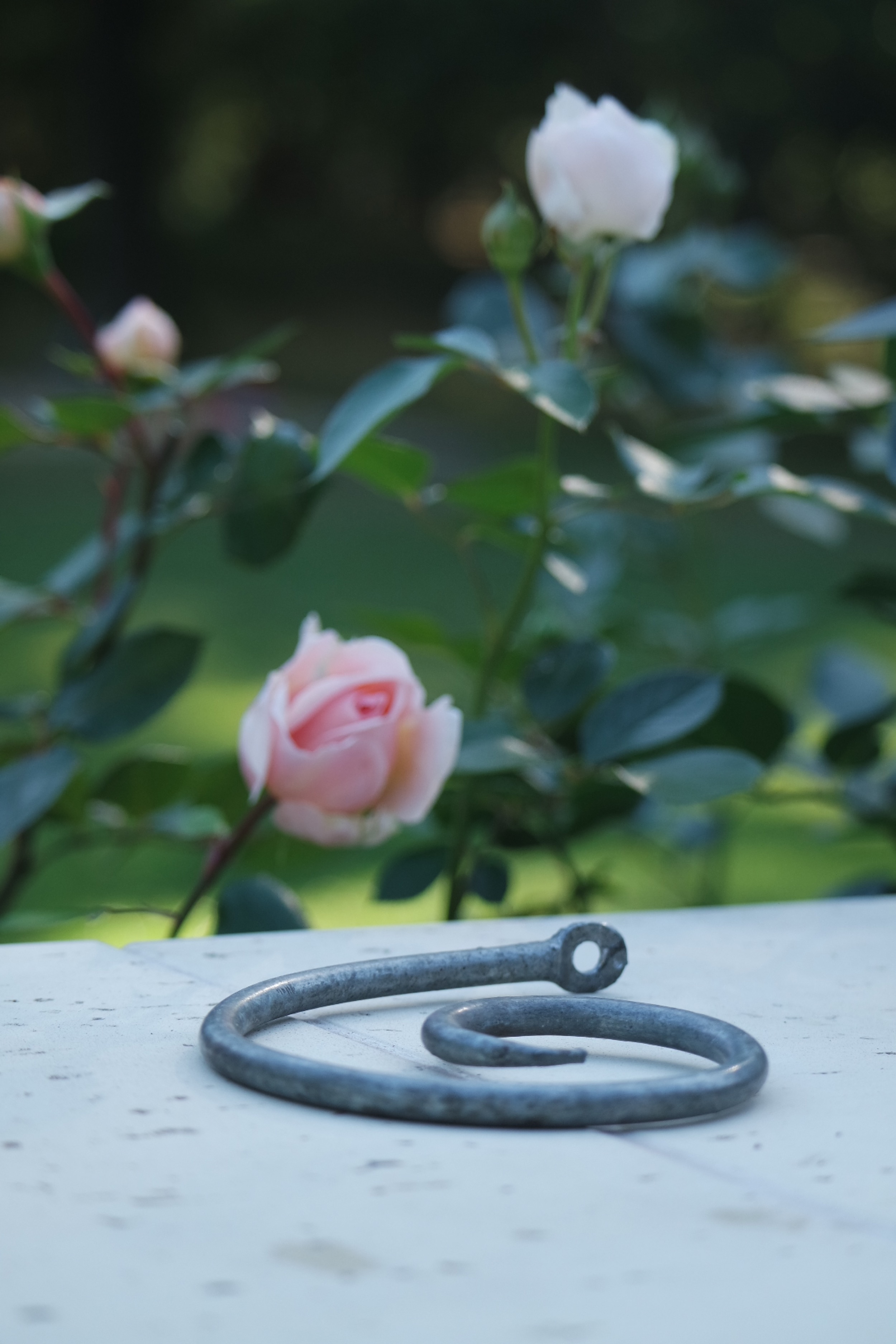 Rosenlocke Rankhilfe vor rosa blühenden Rosen