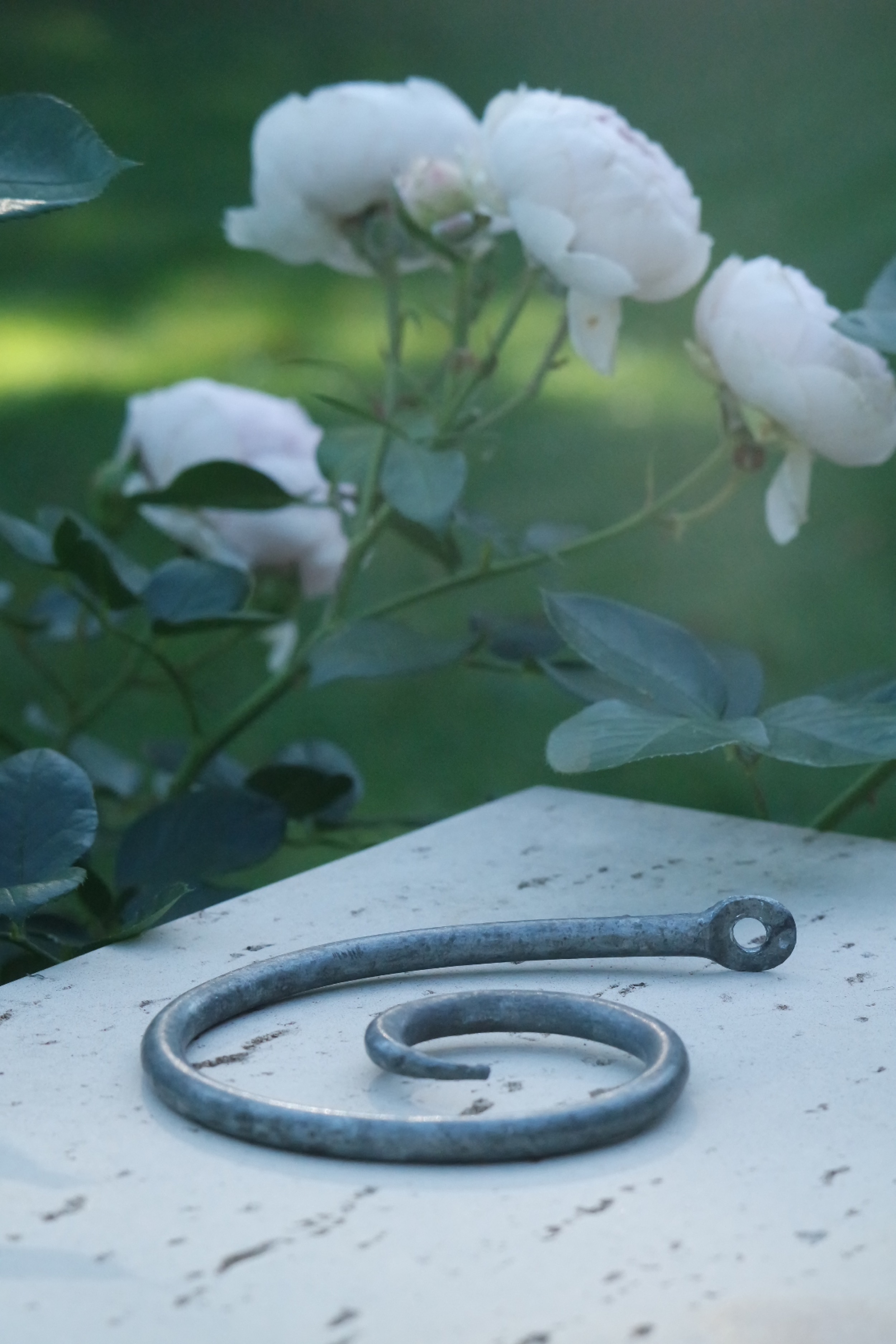 Rosenlocke-Neue-Bilder-Rankhilfe-fuer-Rosen-Clara-Waldburg-35