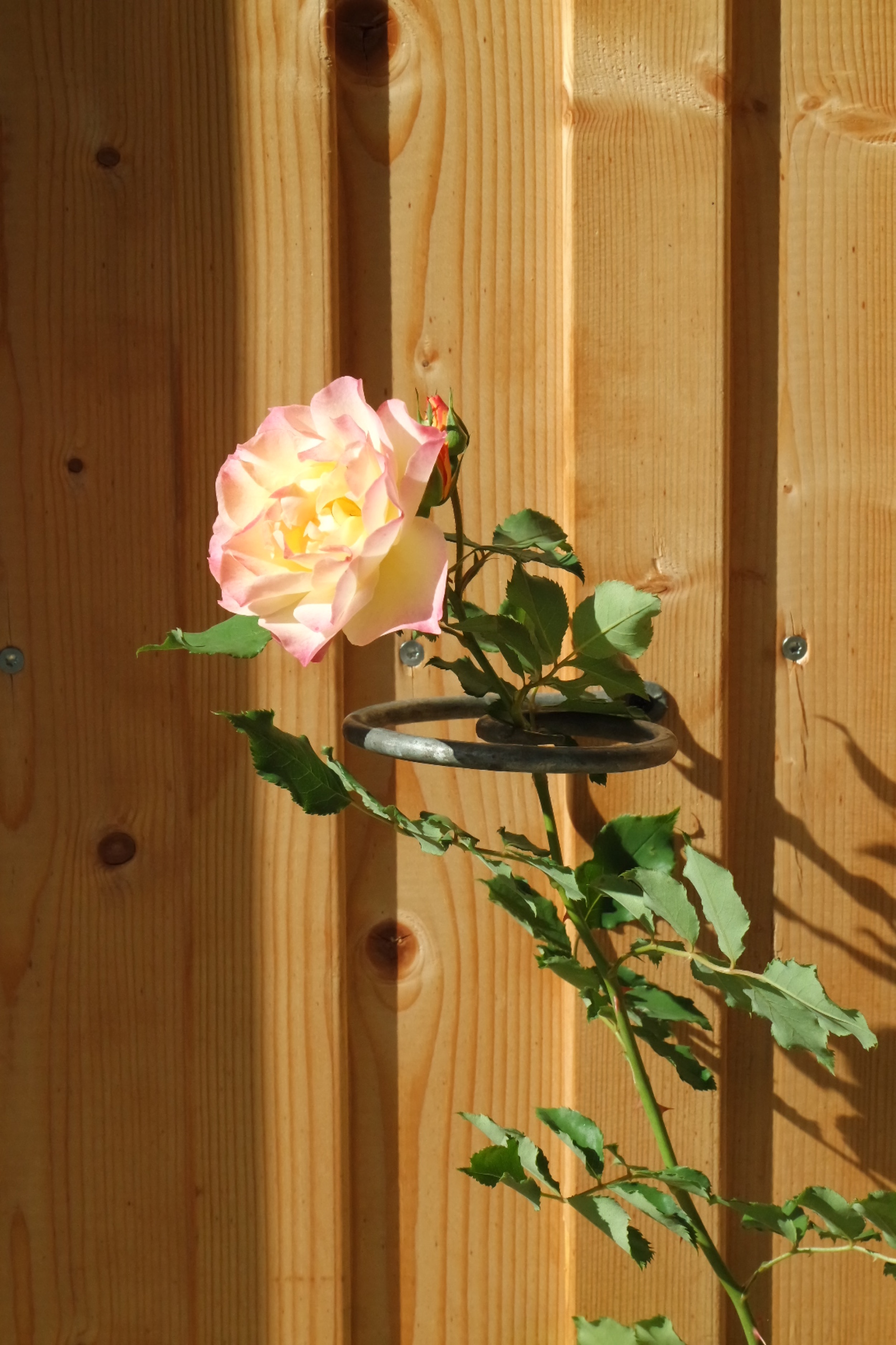 Rosenlocke-Rankhilfe-Rosen-und-andere-Blumen-1