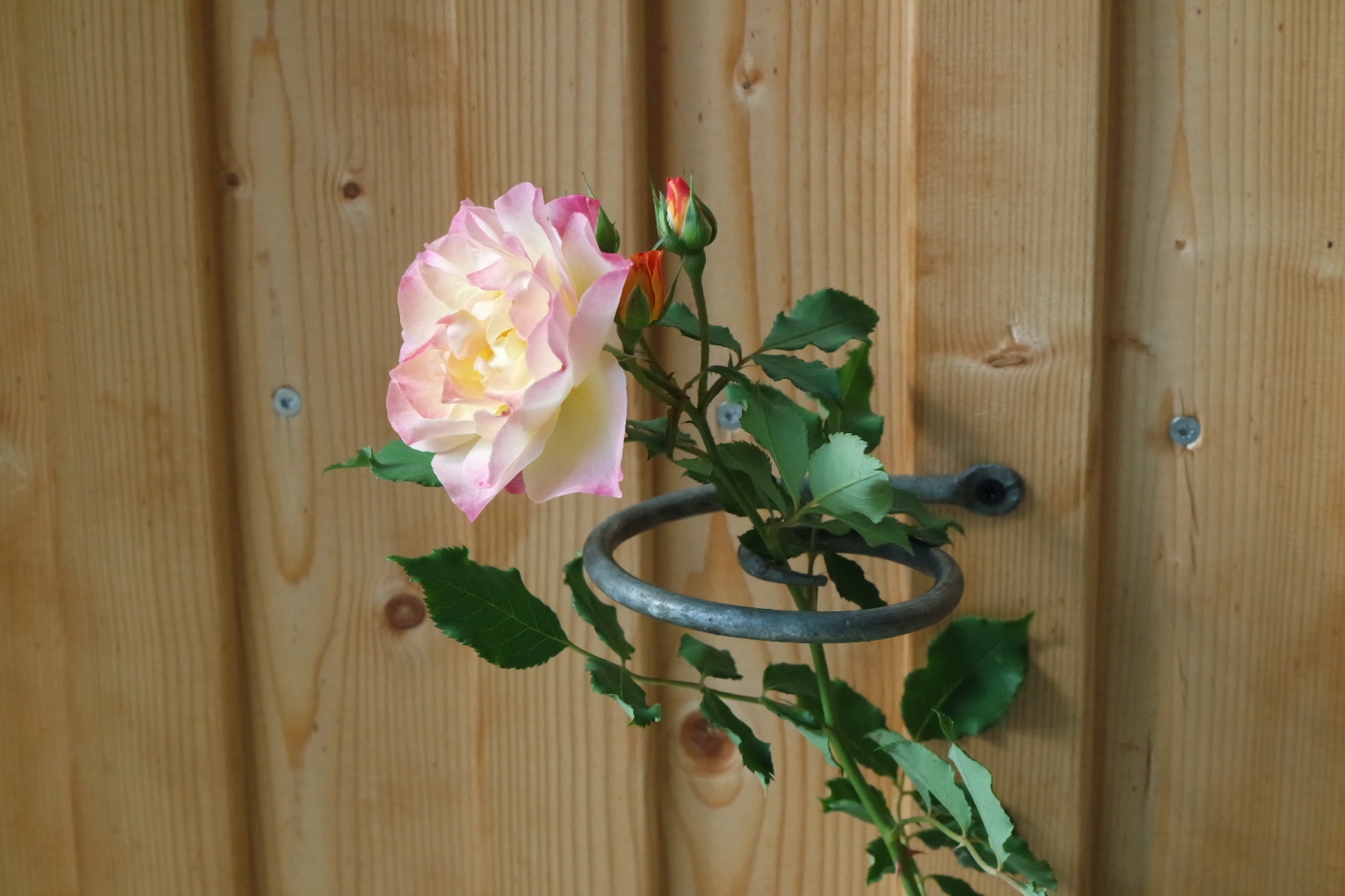 Rosenlocke Rankhilfe Rosen und andere Blumen 10