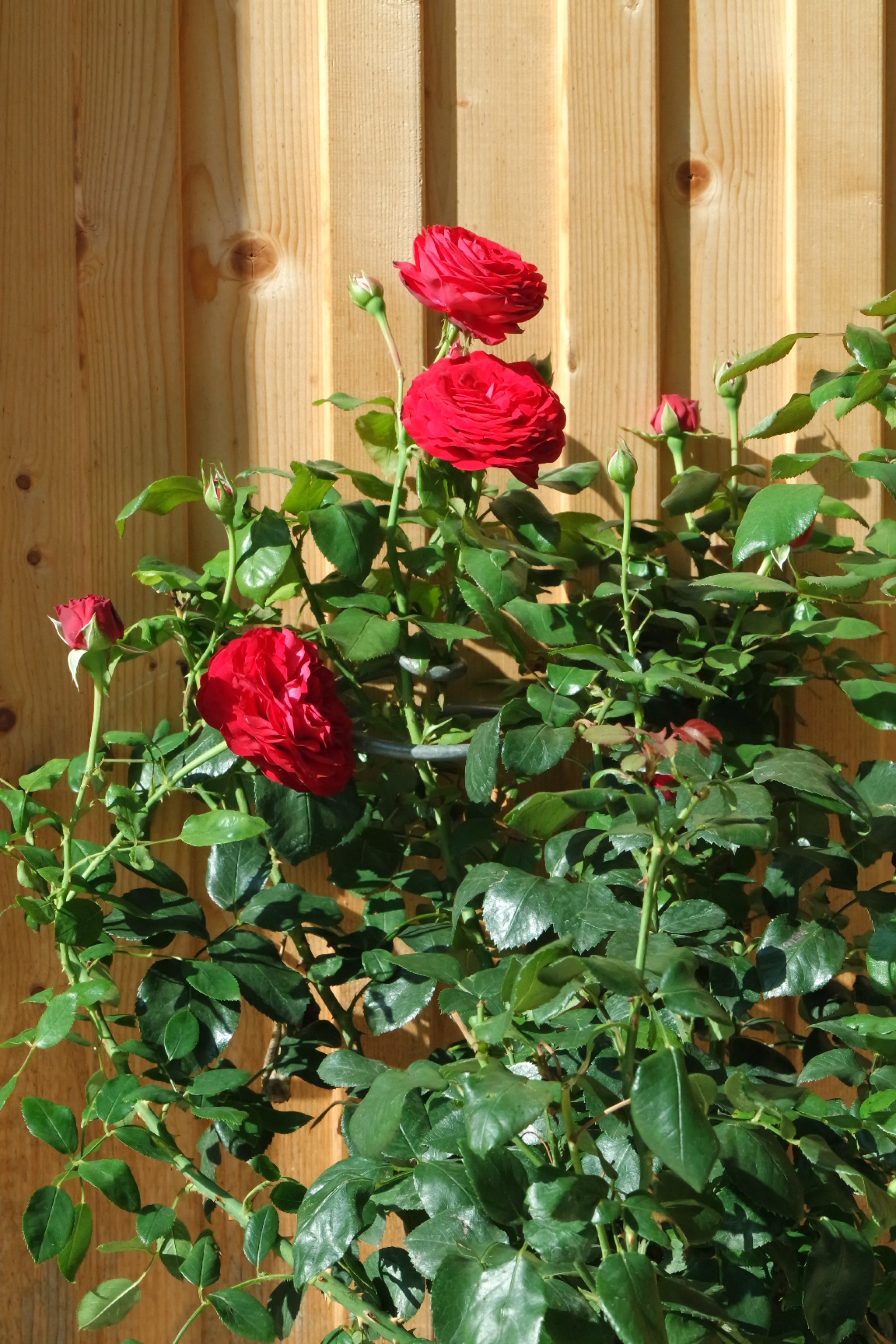 Rosenlocke-Rankhilfe-Rosen-und-andere-Blumen-12