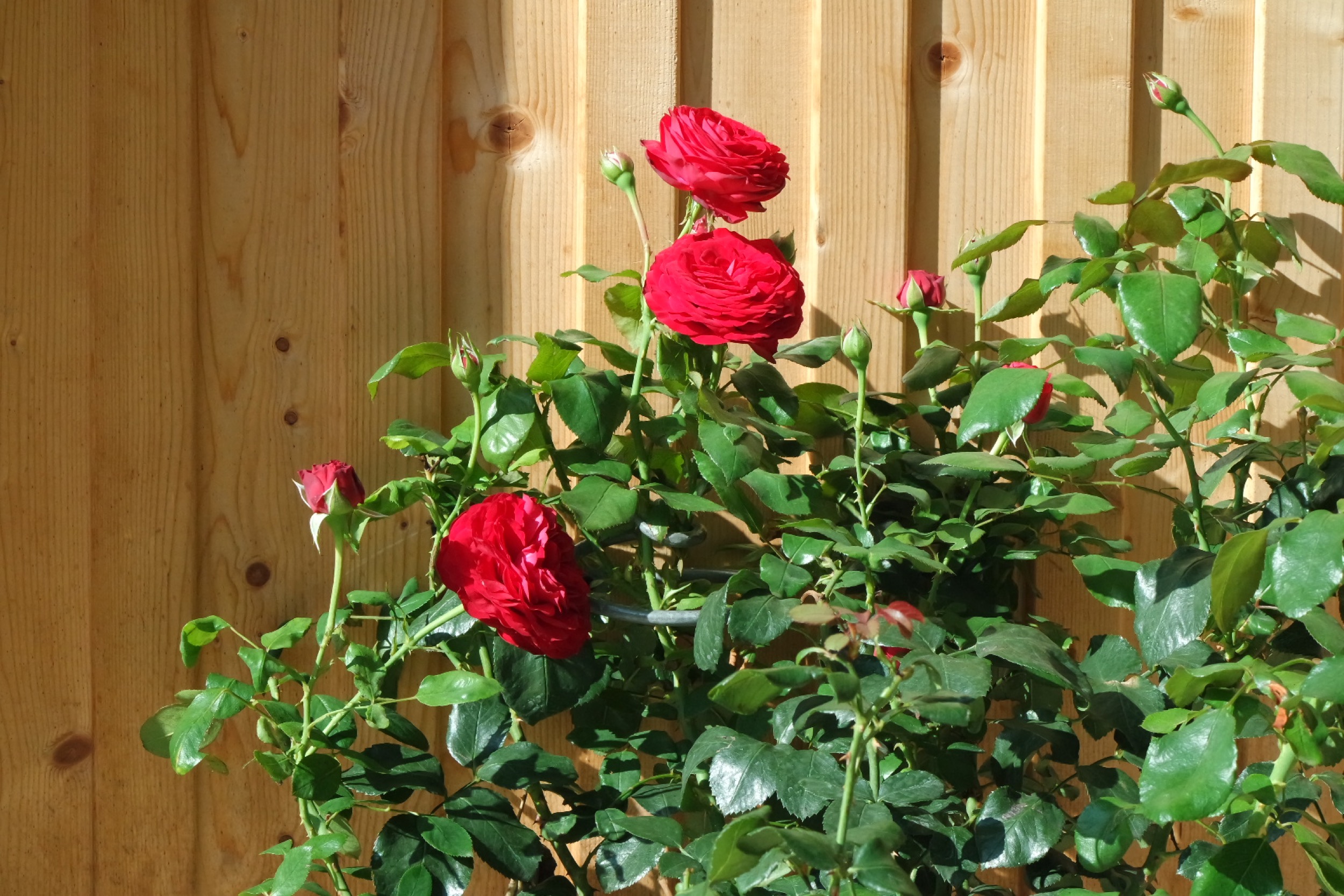 Rosenlocke Rankhilfe Rosen und andere Blumen 13