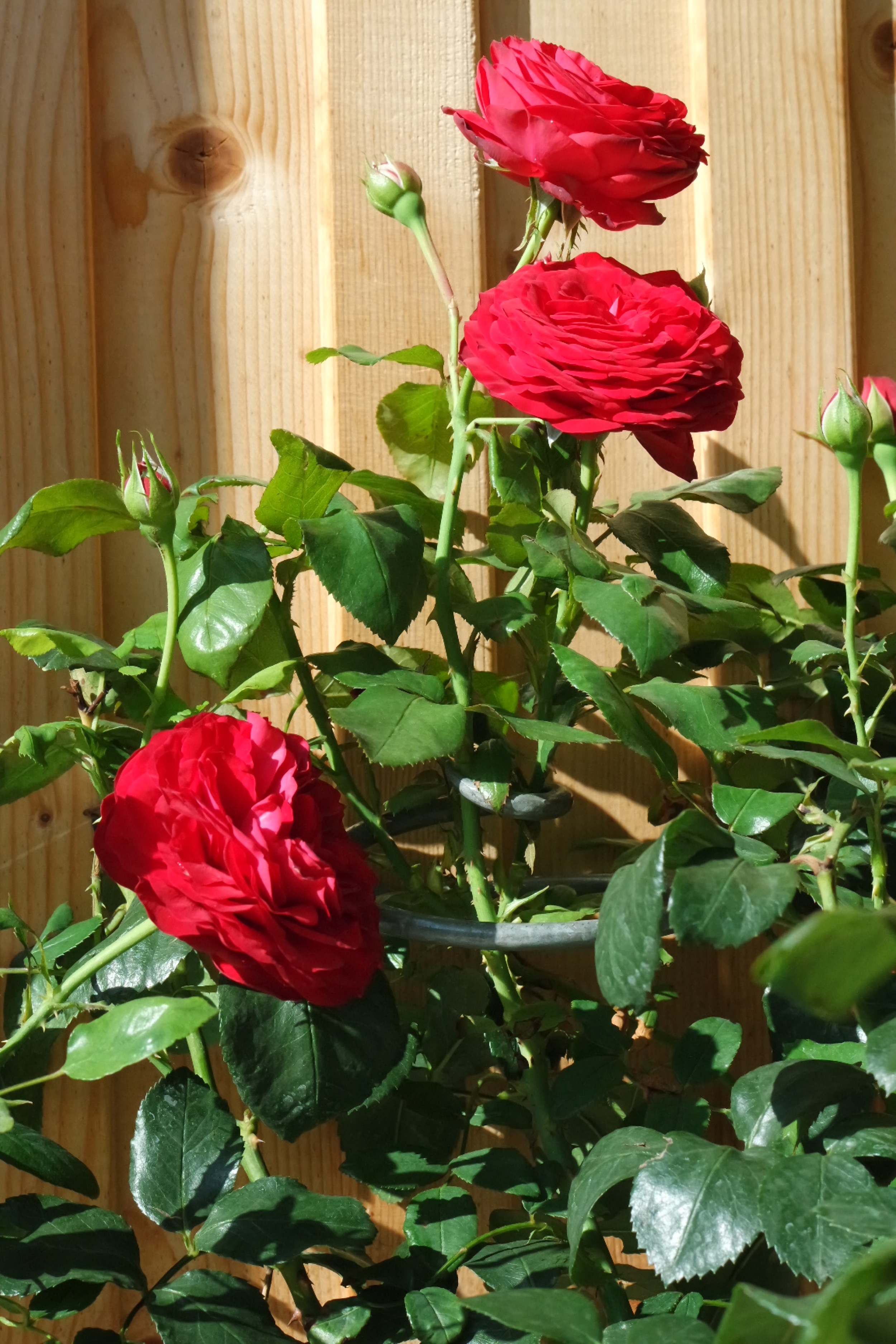 Rosenlocke-Rankhilfe-Rosen-und-andere-Blumen-14