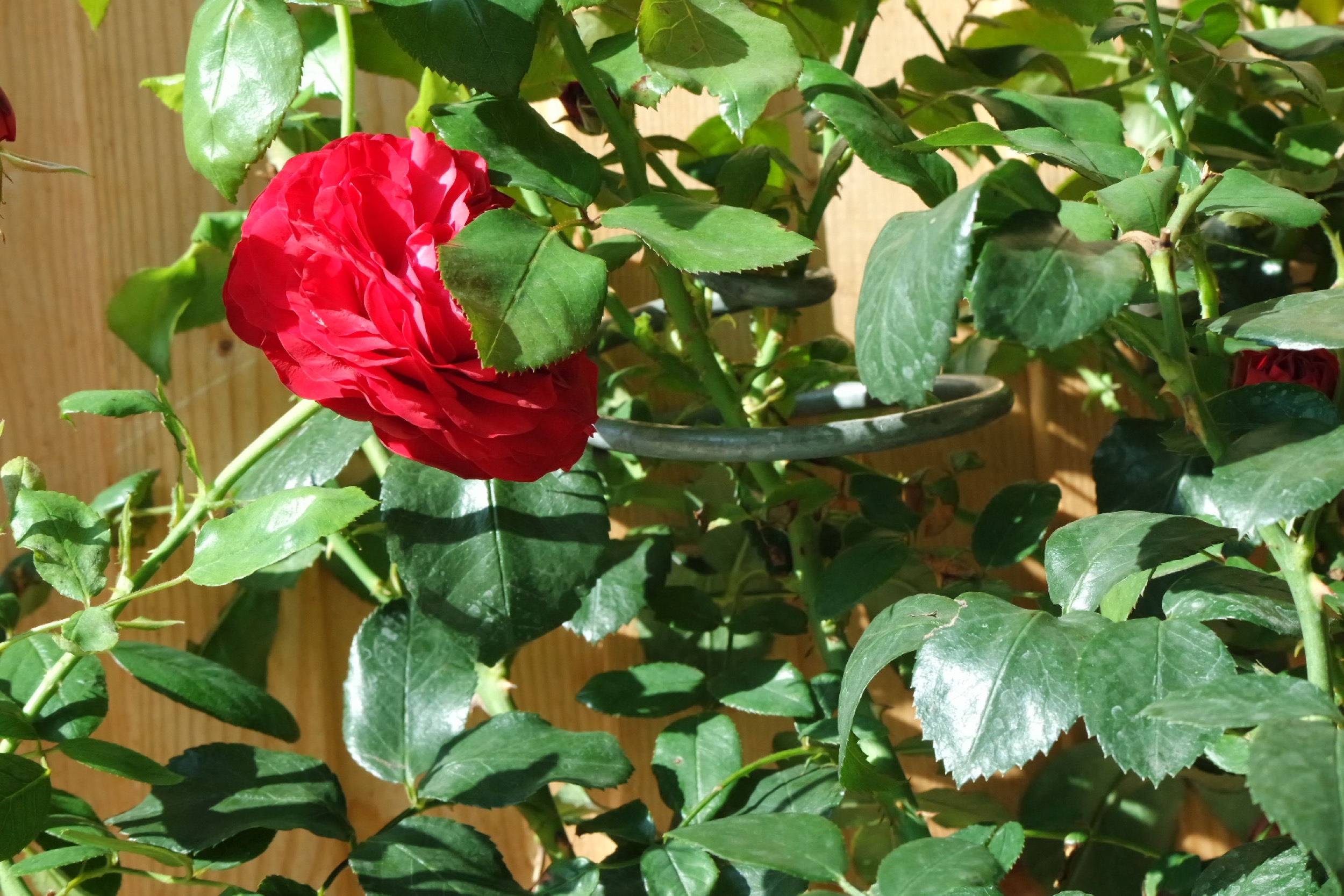 Rosenlocke Rankhilfe Rosen und andere Blumen 15