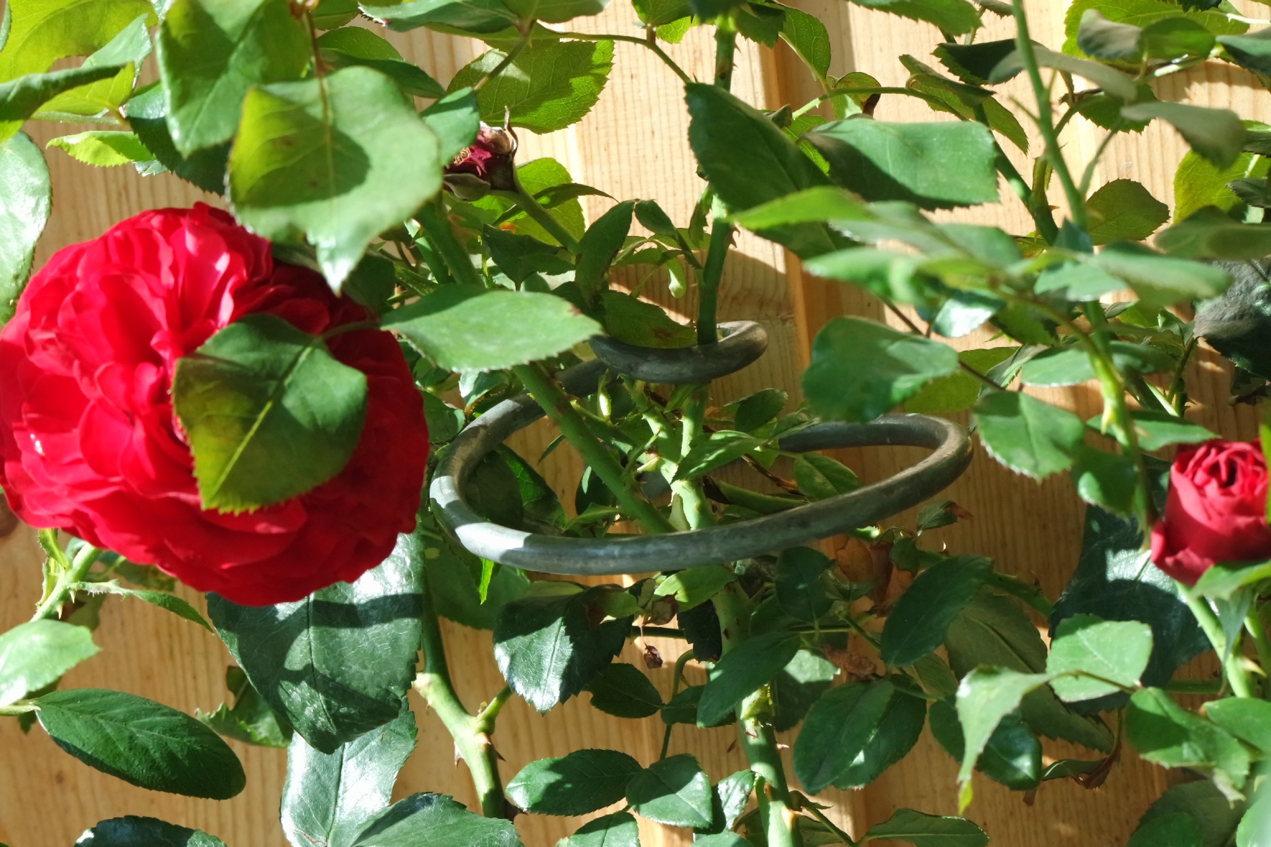 Rosenlocke Rankhilfe Rosen und andere Blumen 16
