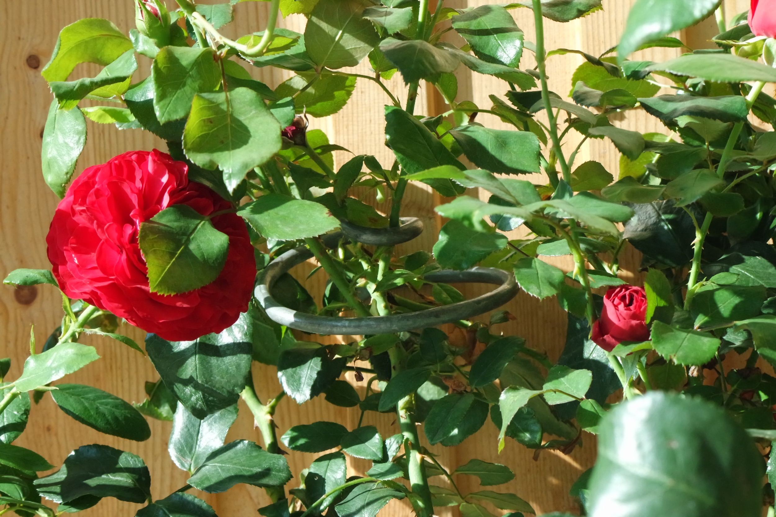 Rosenlocke Rankhilfe Rosen und andere Blumen 17