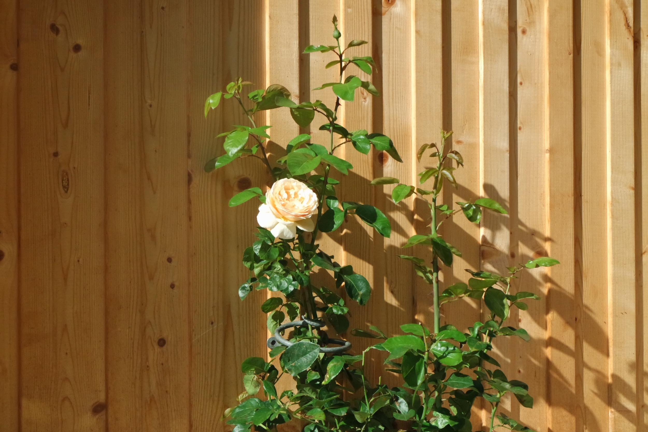 Rosenlocke Rankhilfe Rosen und andere Blumen 18