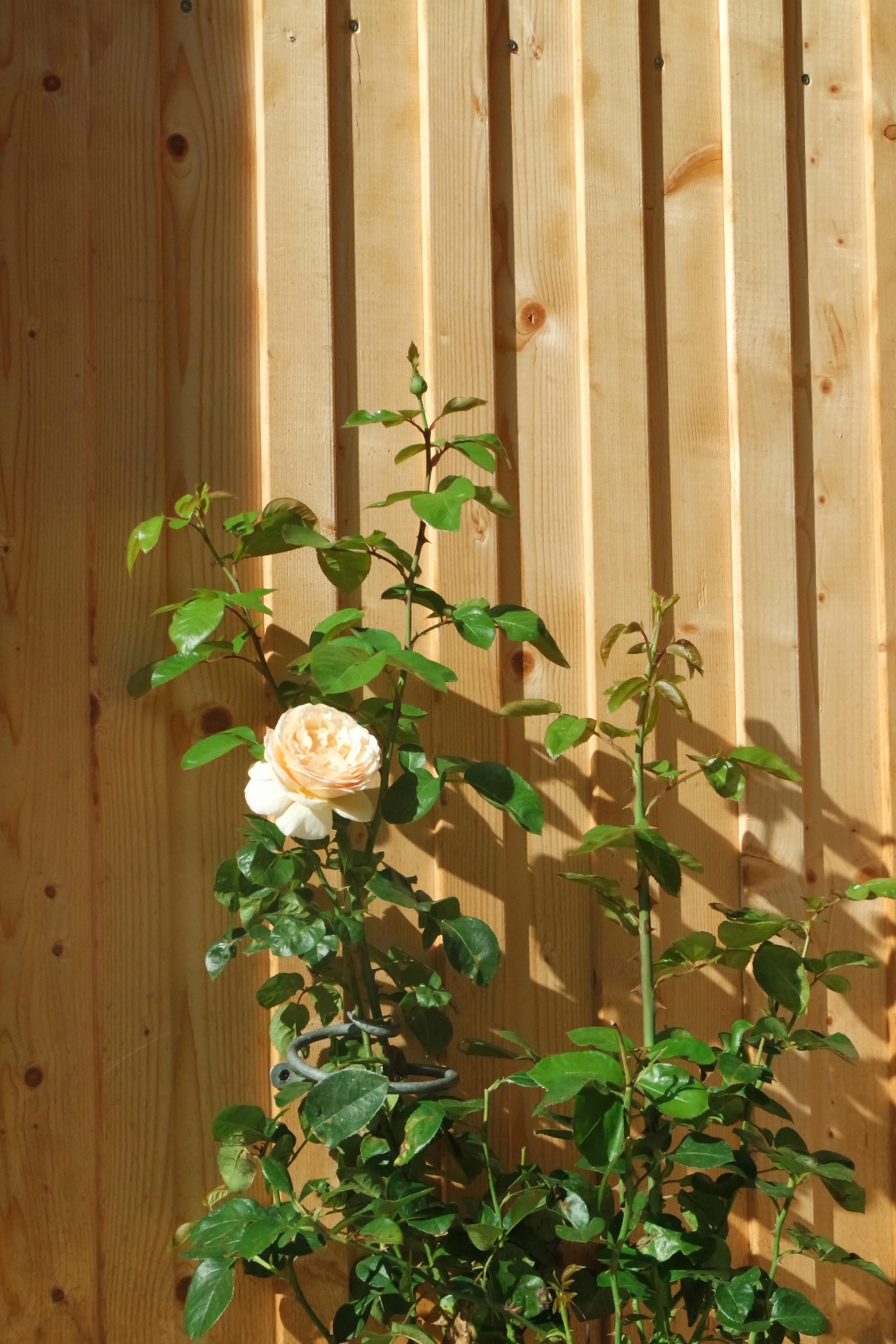 Rosenlocke-Rankhilfe-Rosen-und-andere-Blumen-19