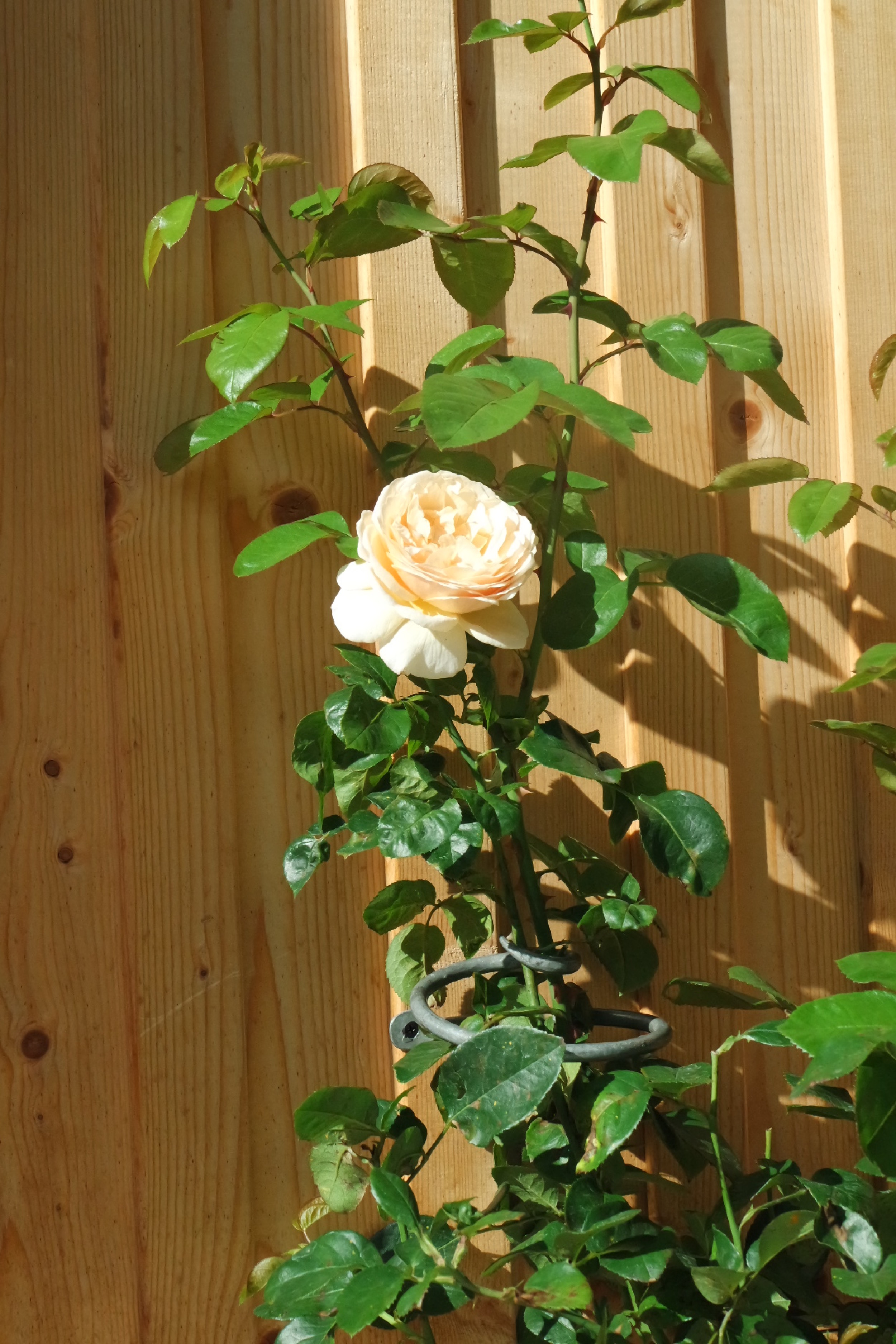 Rosenlocke-Rankhilfe-Rosen-und-andere-Blumen-20