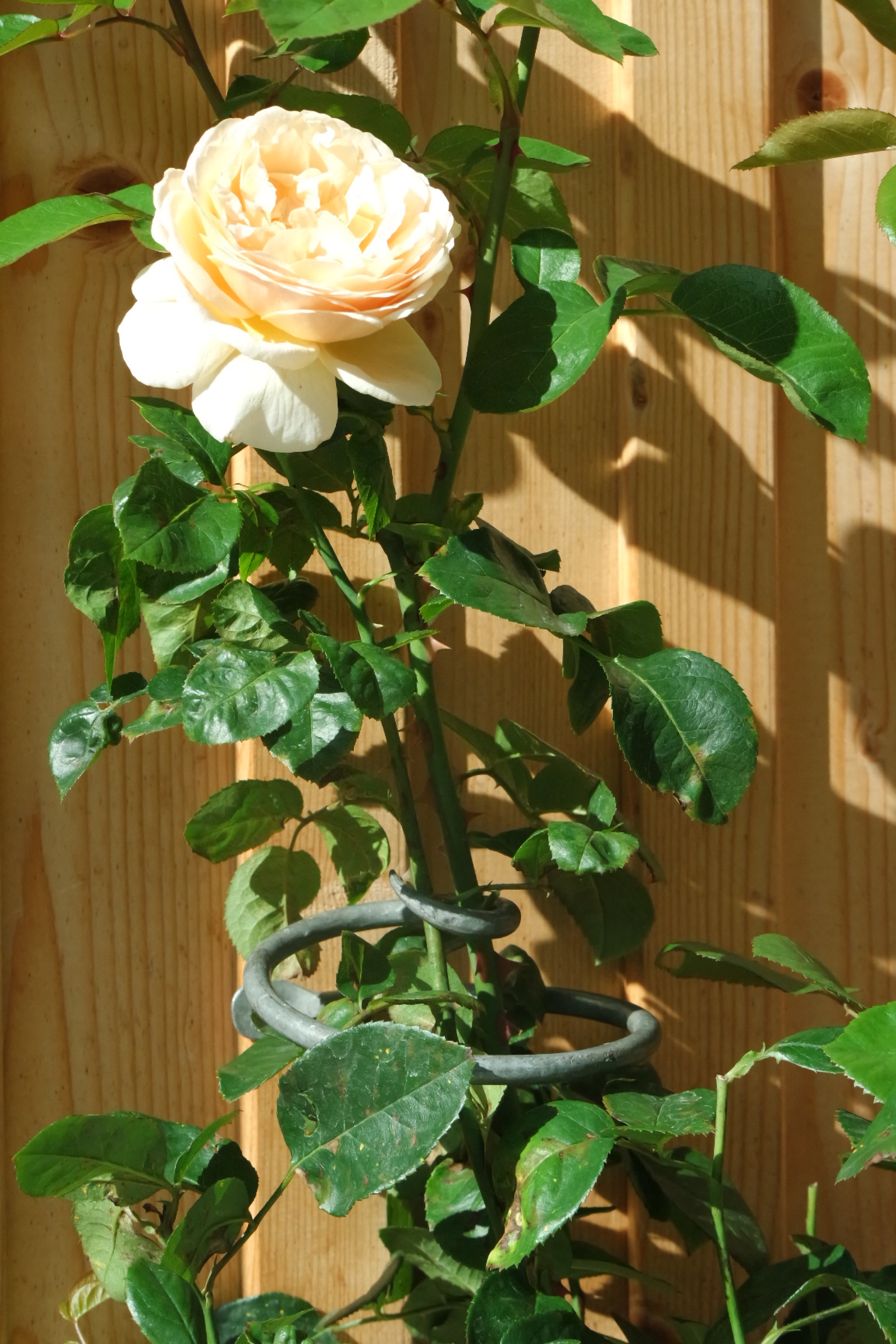 Rosenlocke-Rankhilfe-Rosen-und-andere-Blumen-22