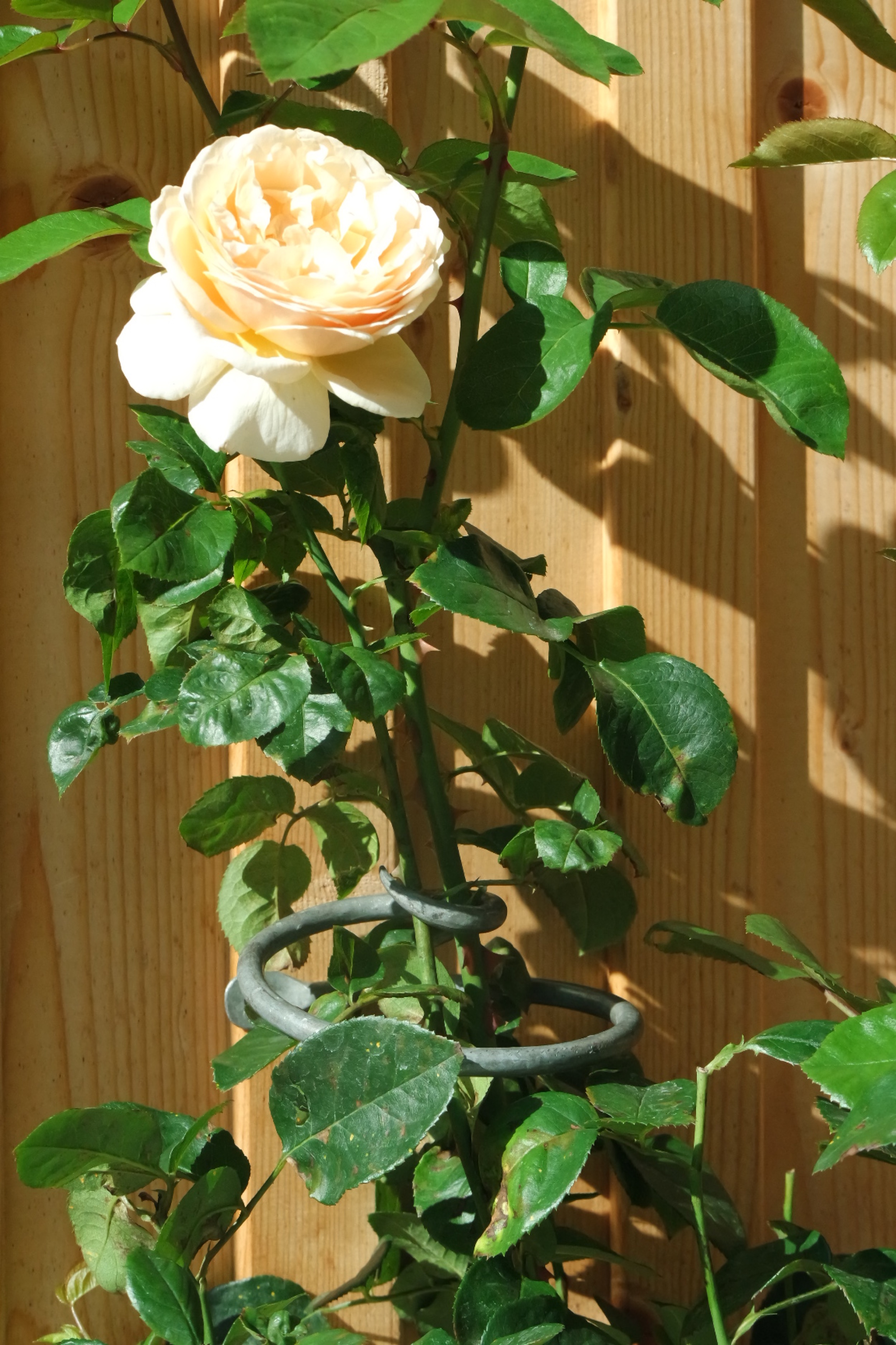 Rosenlocke-Rankhilfe-Rosen-und-andere-Blumen-23