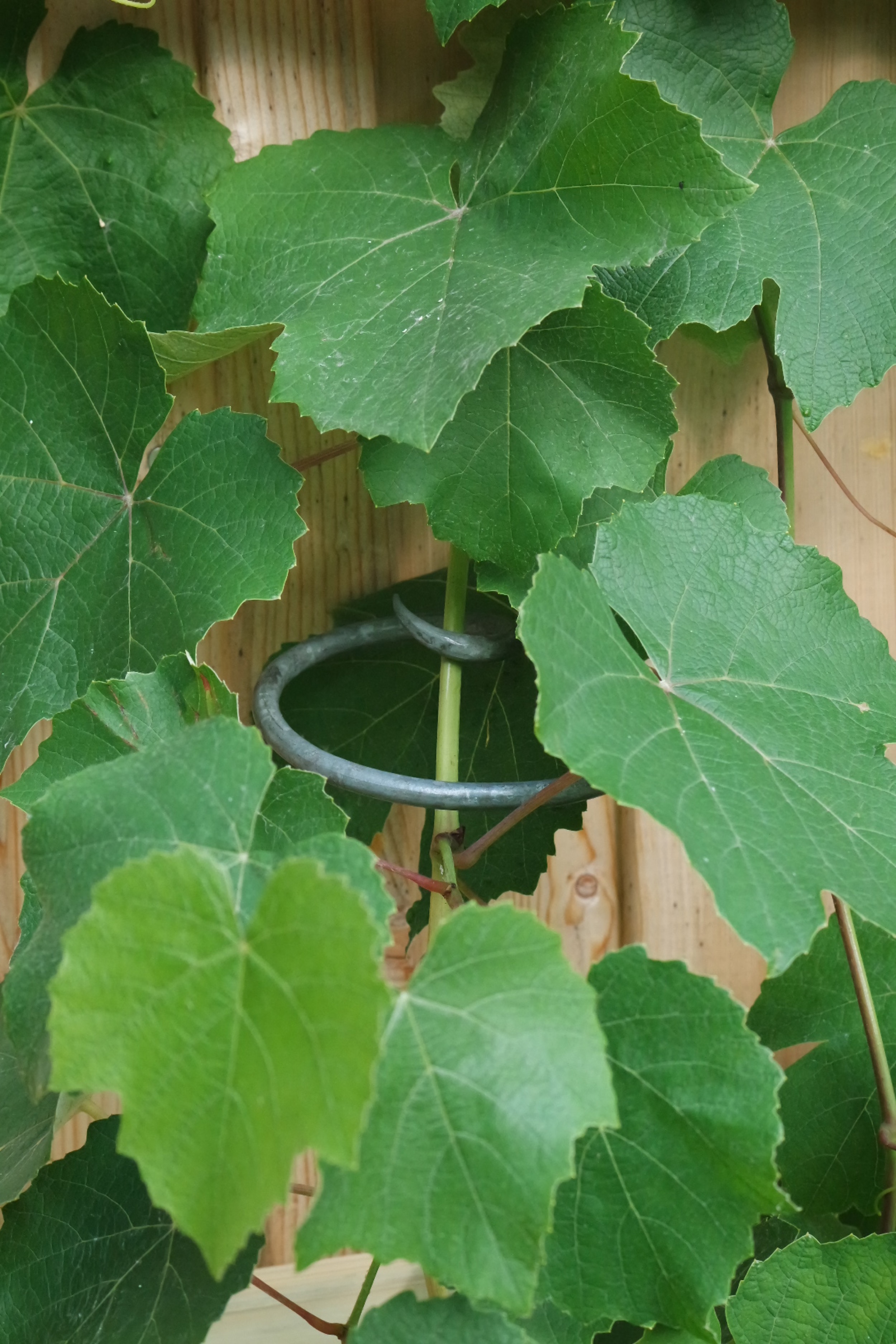 Rosenlocke Rankhilfe im Weinlaub an einer Holzwand