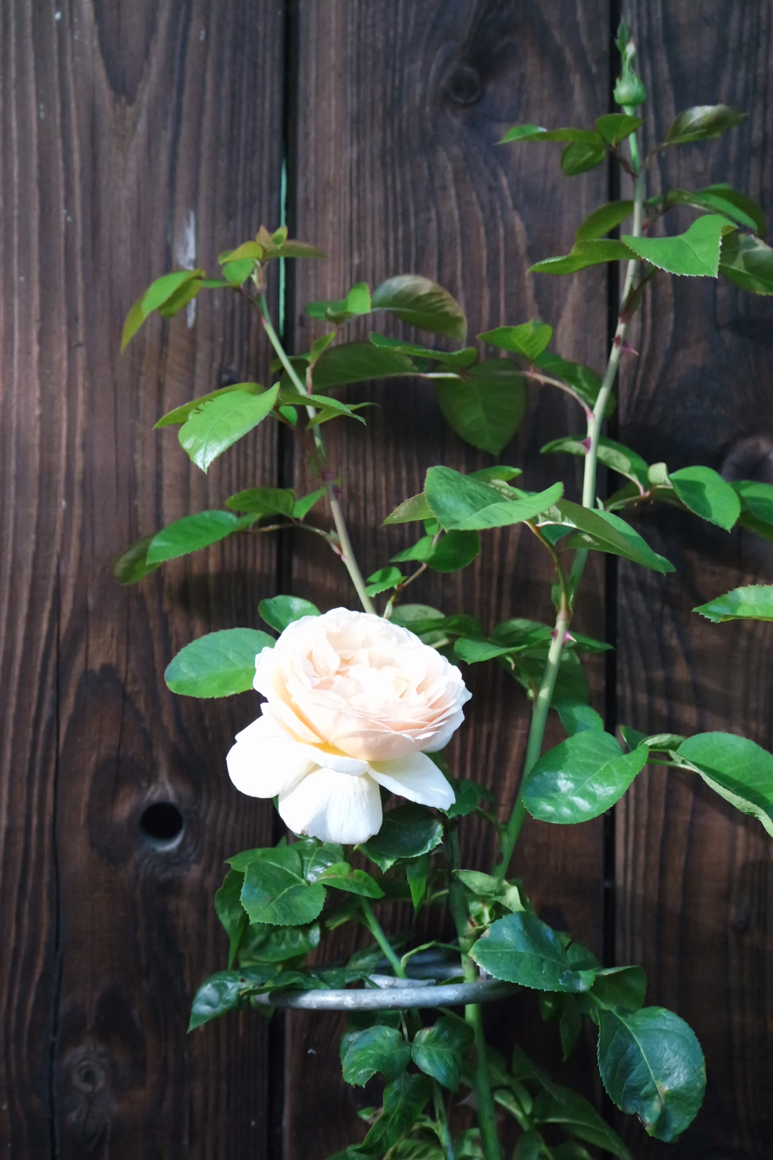 Rosenlocke-Rankhilfe-Rosen-und-andere-Blumen-29