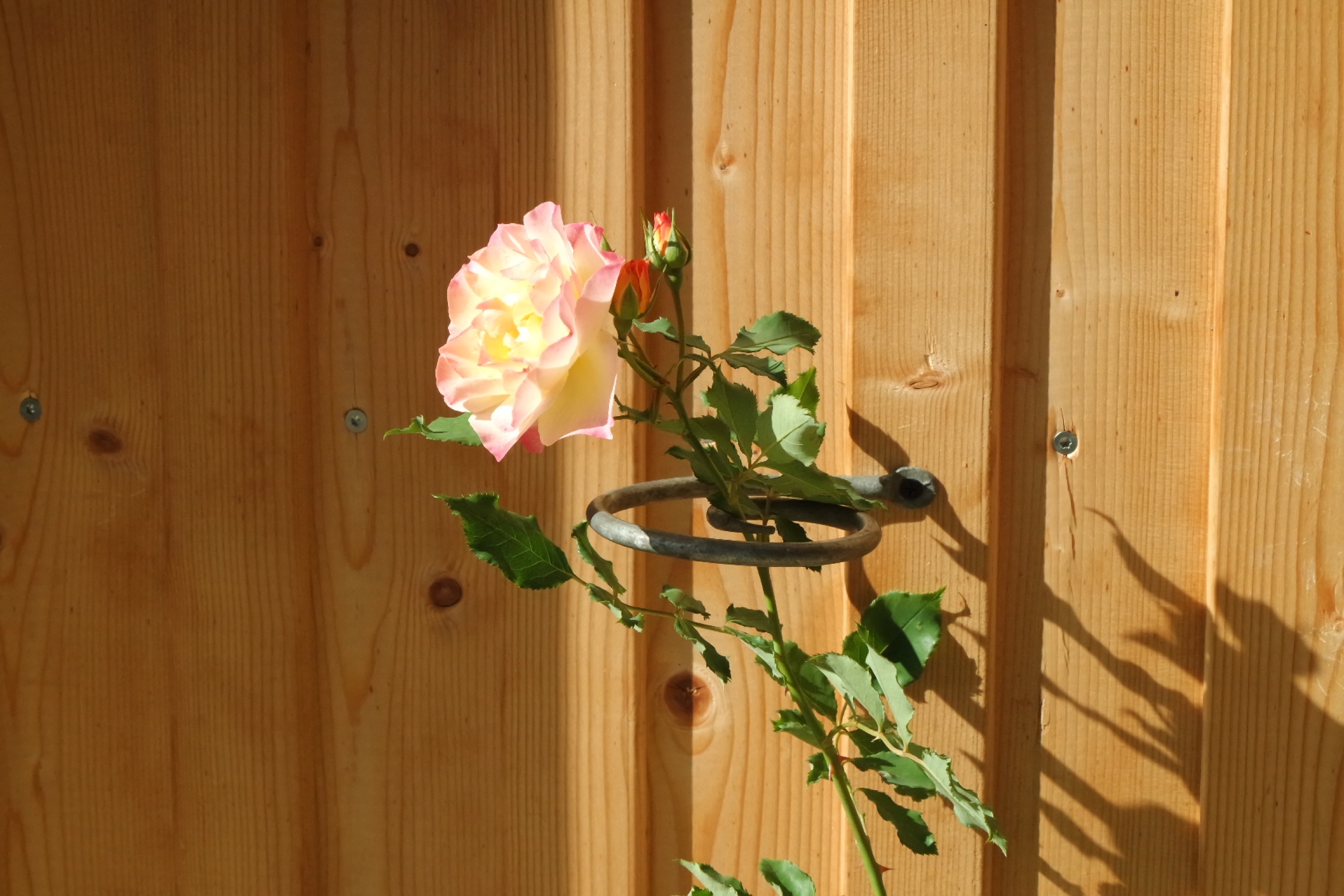 Rosenlocke Rankhilfe Rosen und andere Blumen 3