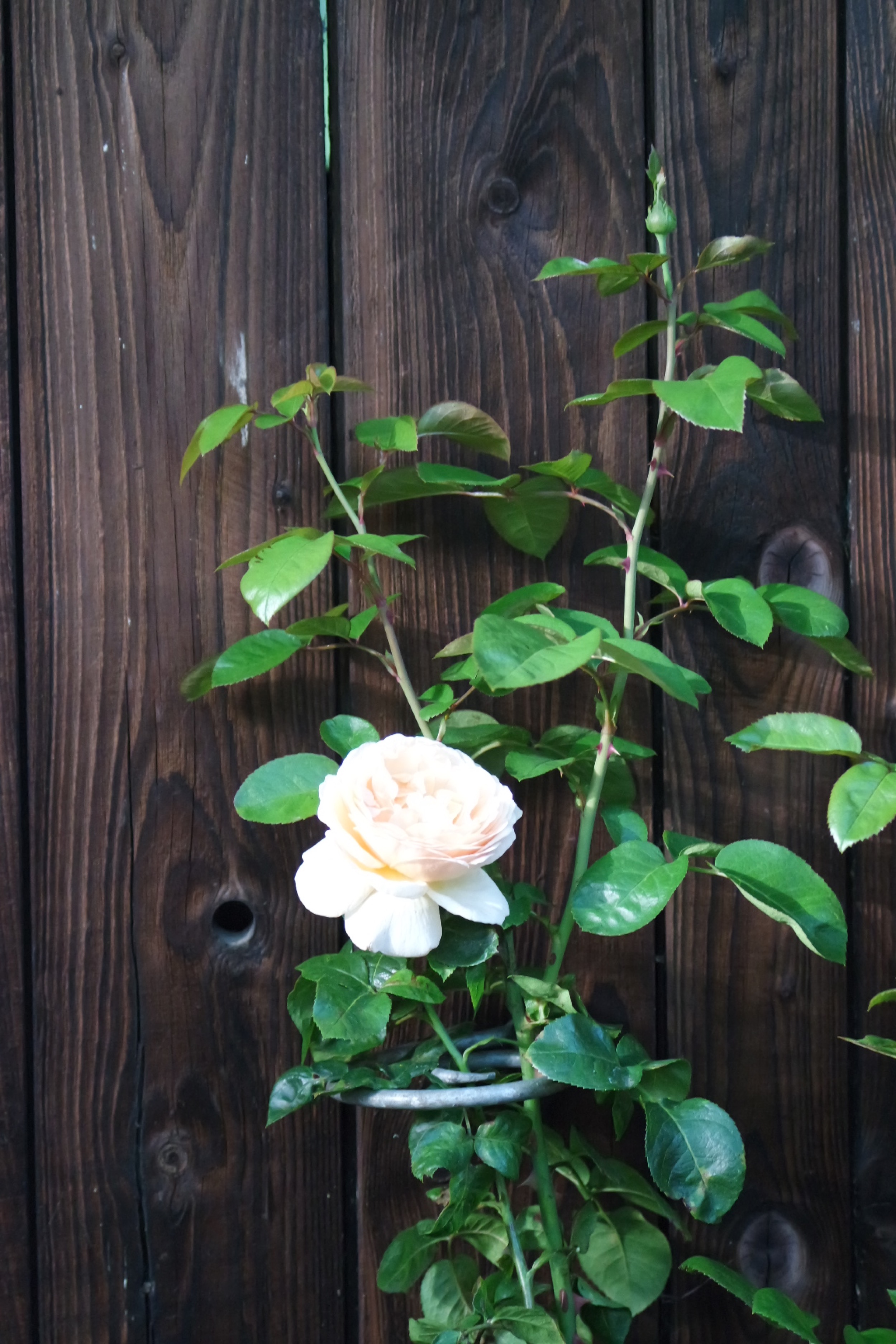 Rosenlocke-Rankhilfe-Rosen-und-andere-Blumen-30