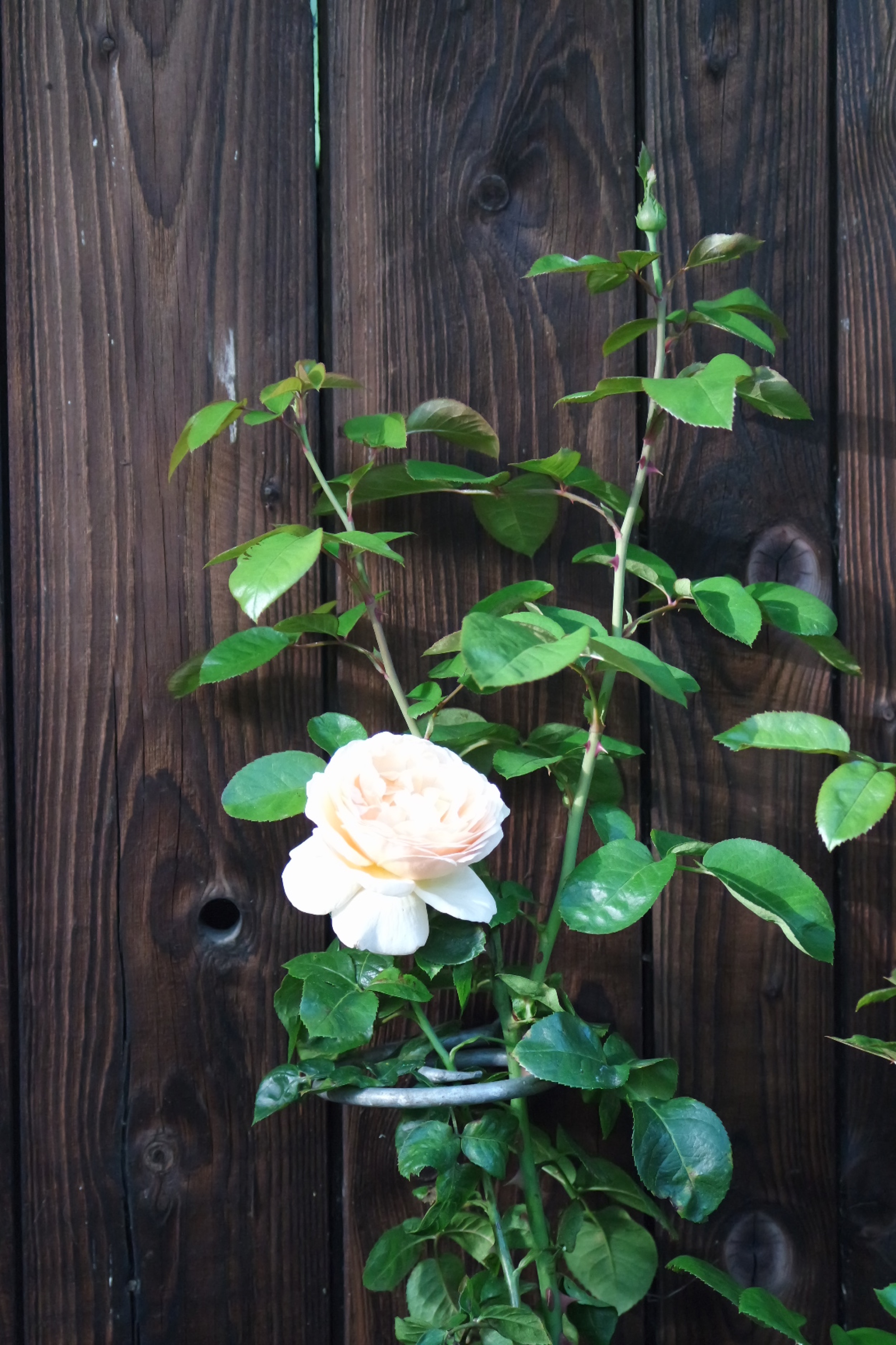 Rosenlocke-Rankhilfe-Rosen-und-andere-Blumen-31