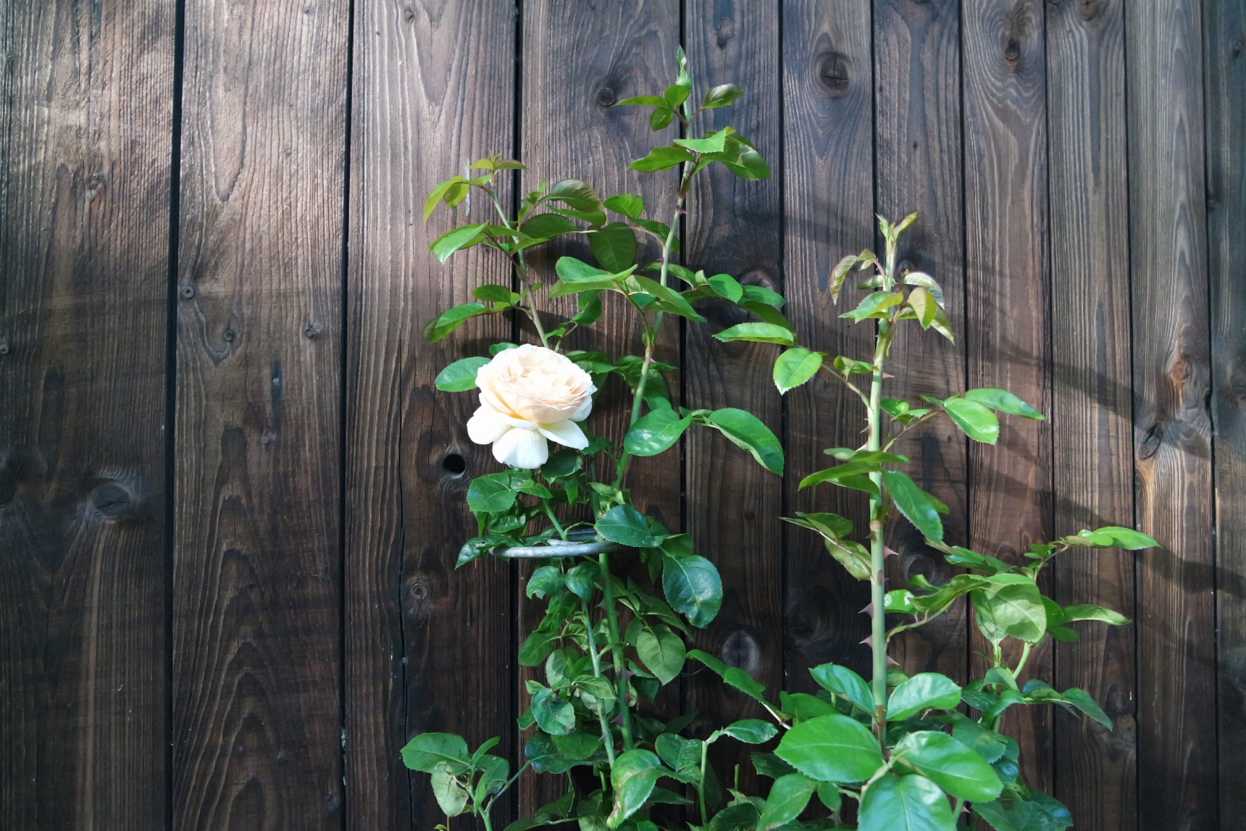 Rosenlocke Rankhilfe Rosen und andere Blumen 32