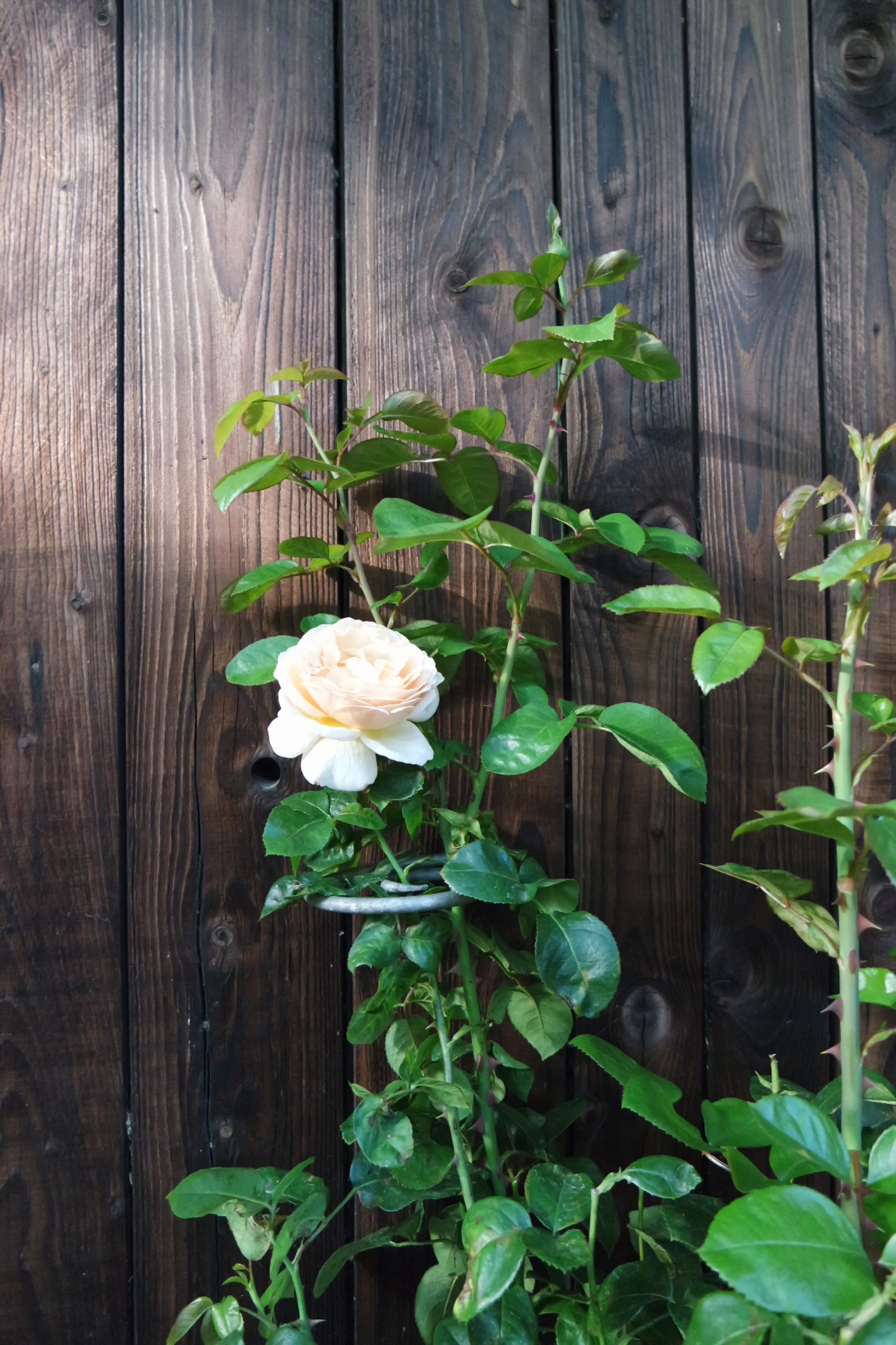 Rosenlocke Rankhilfe mit cremeweißer Rosenblüte am dunklen Holzzaun