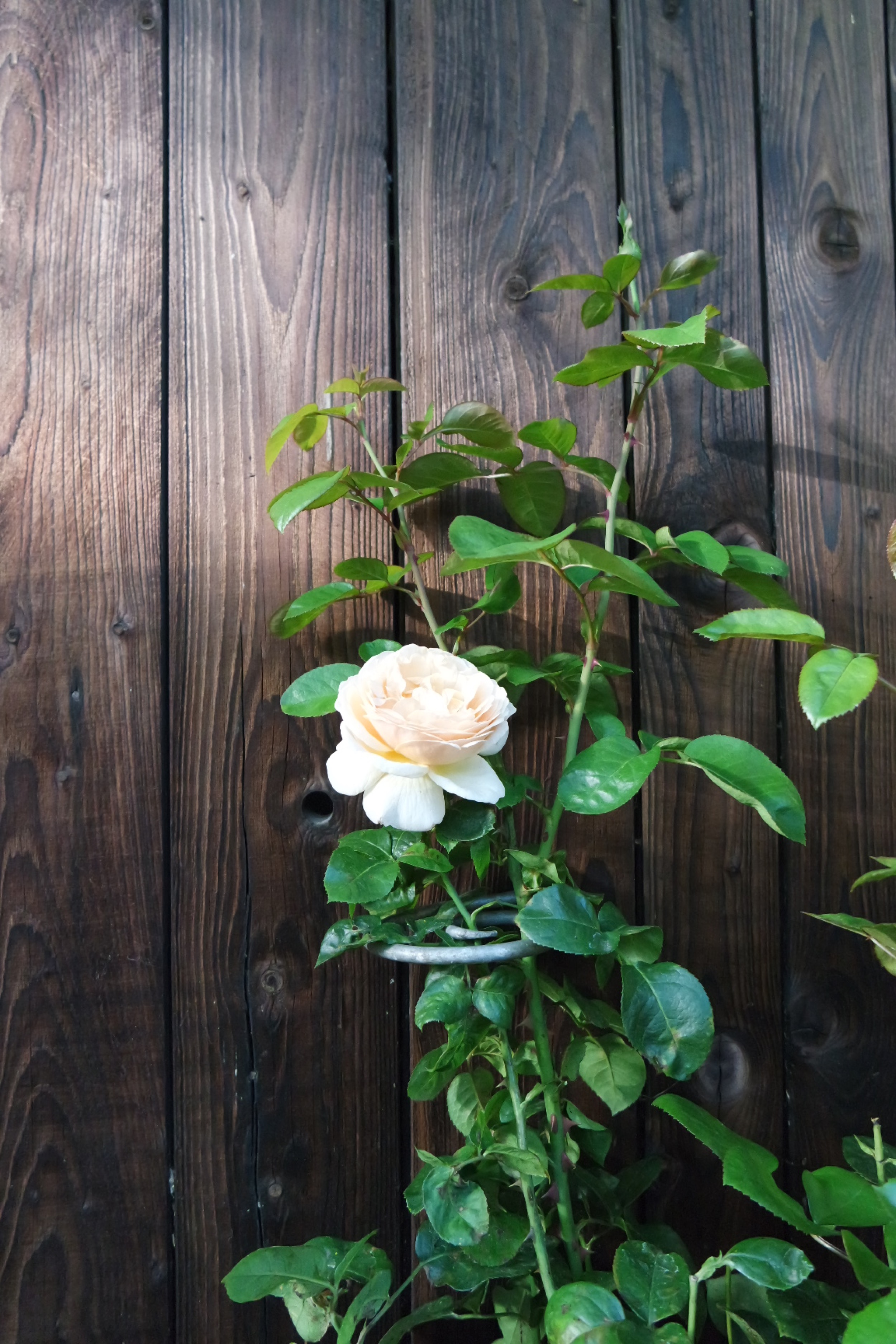 Rosenlocke-Rankhilfe-Rosen-und-andere-Blumen-34