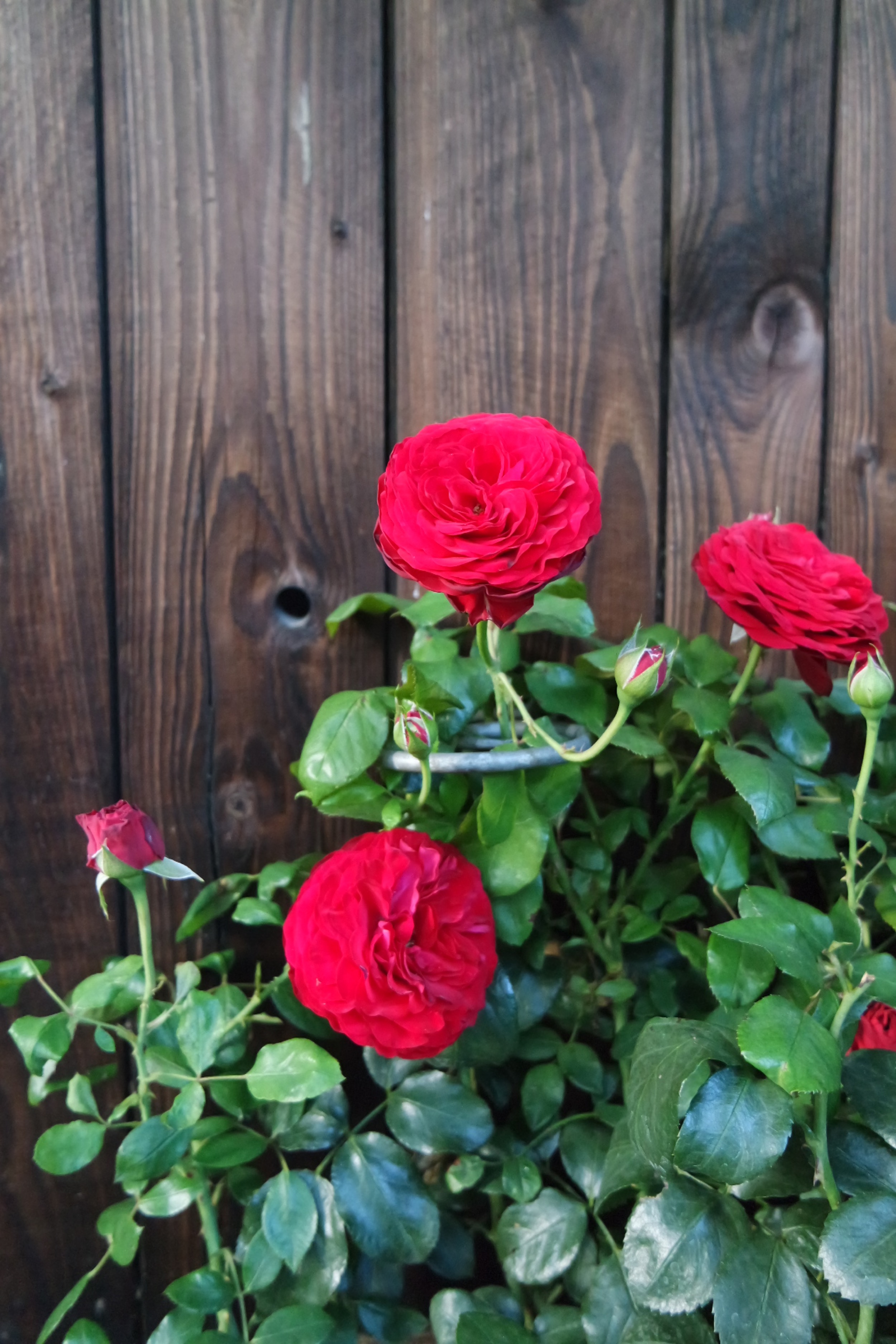 Rosenlocke-Rankhilfe-Rosen-und-andere-Blumen-35