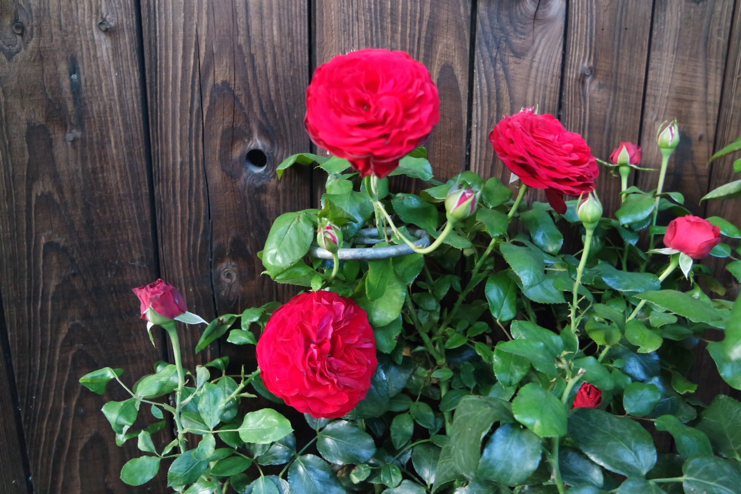 Rosenlocke Rankhilfe Rosen und andere Blumen 36