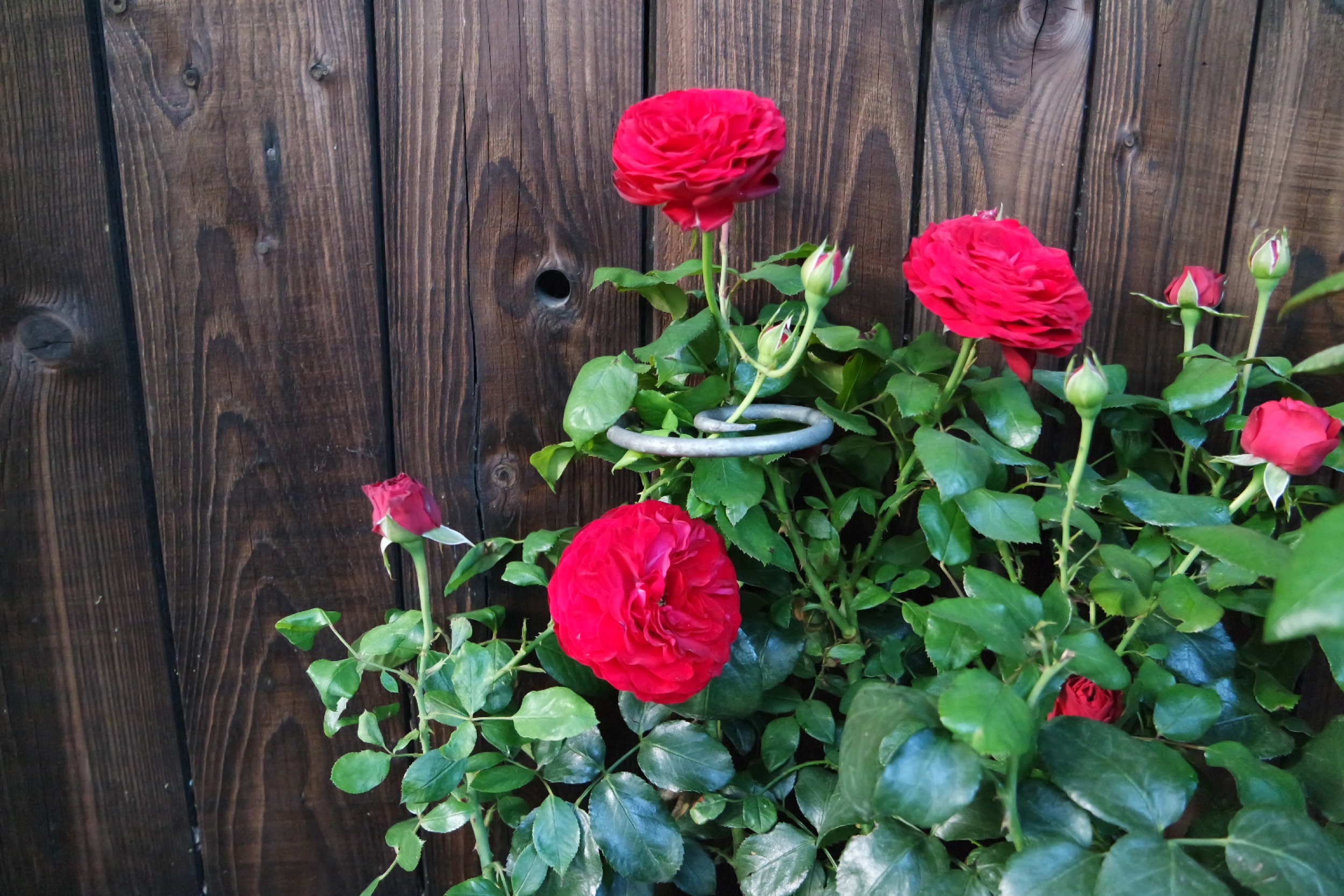 Rosenlocke Rankhilfe Rosen und andere Blumen 38