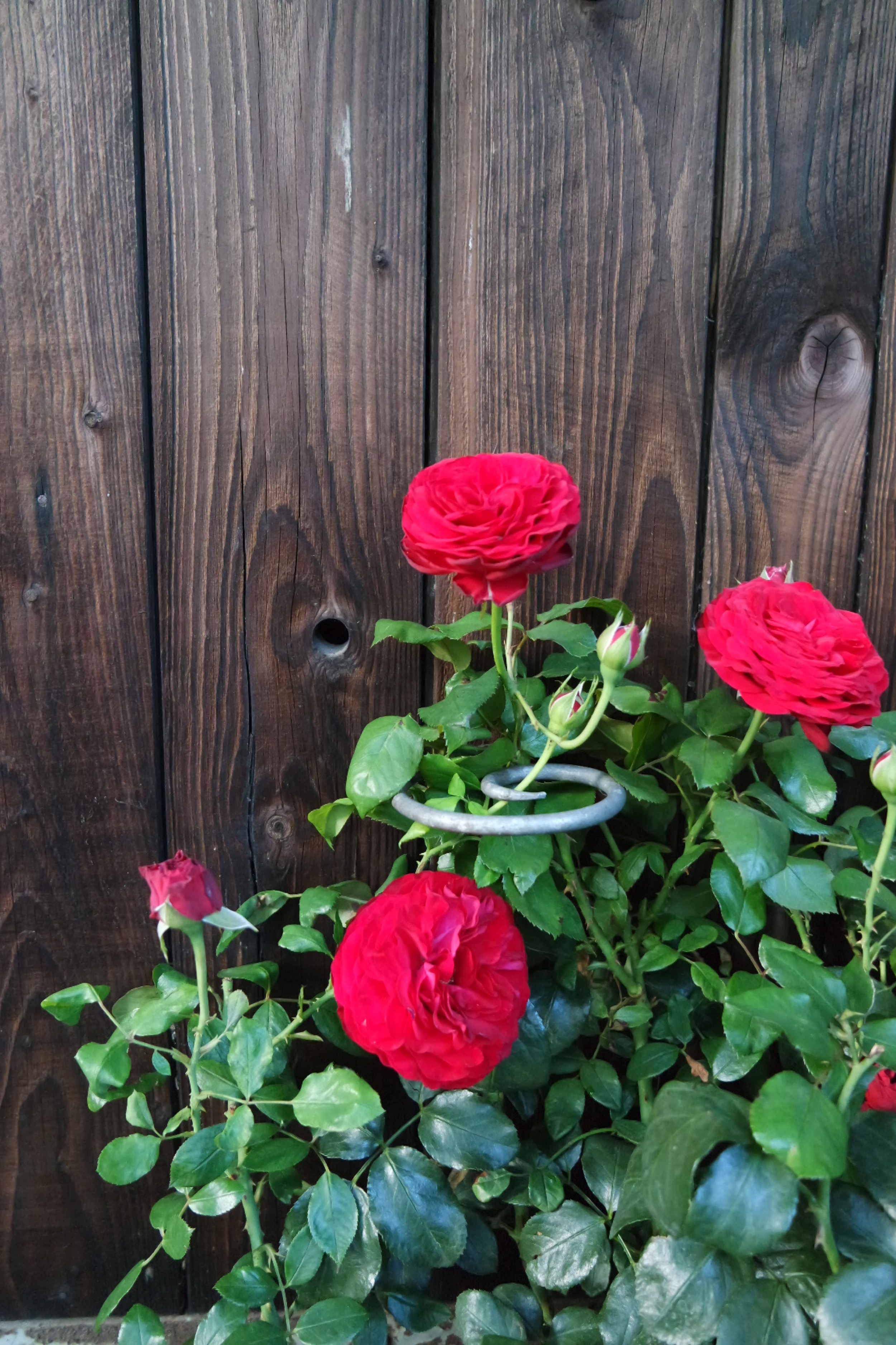 Rosenlocke-Rankhilfe-Rosen-und-andere-Blumen-39