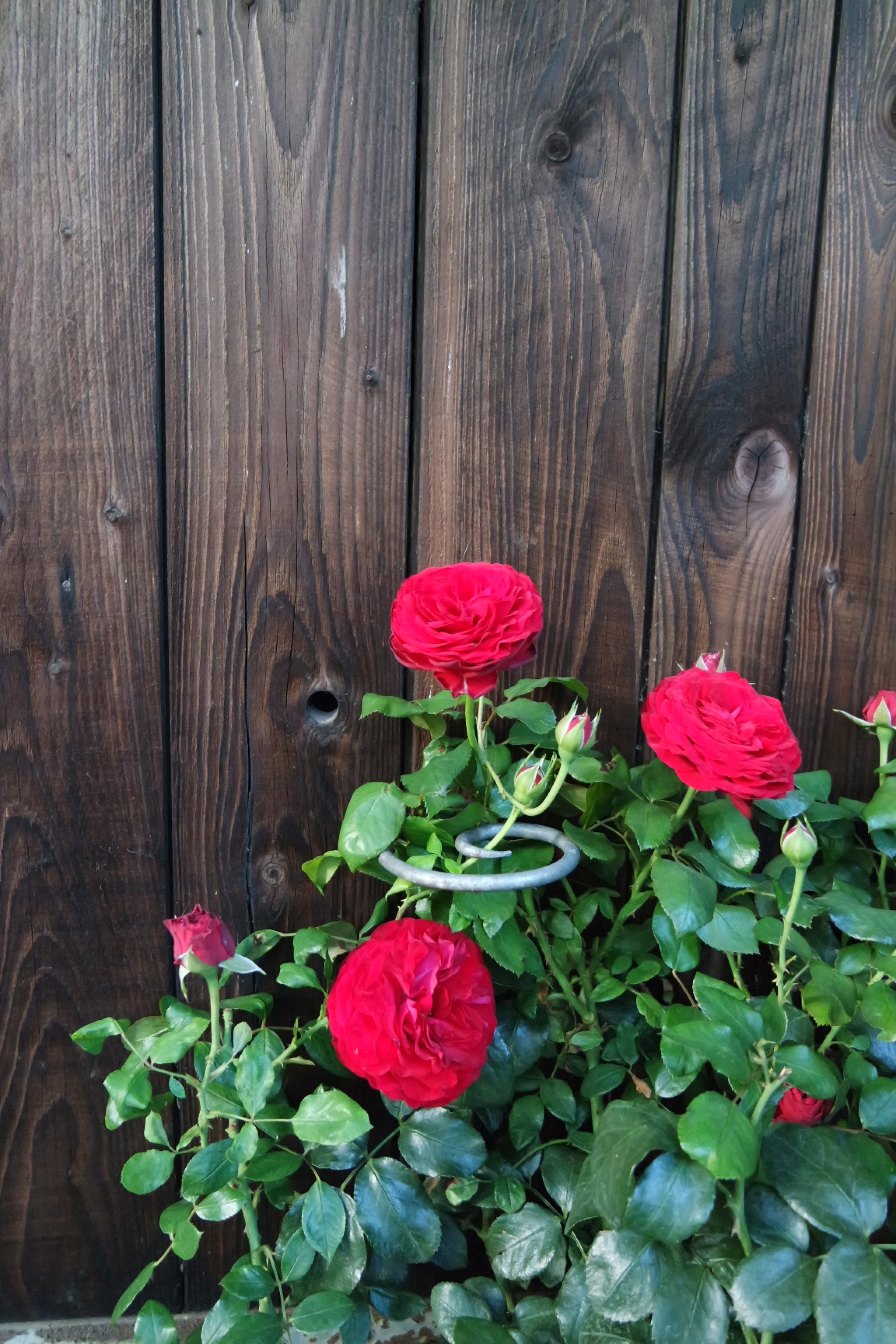 Rosenlocke-Rankhilfe-Rosen-und-andere-Blumen-40