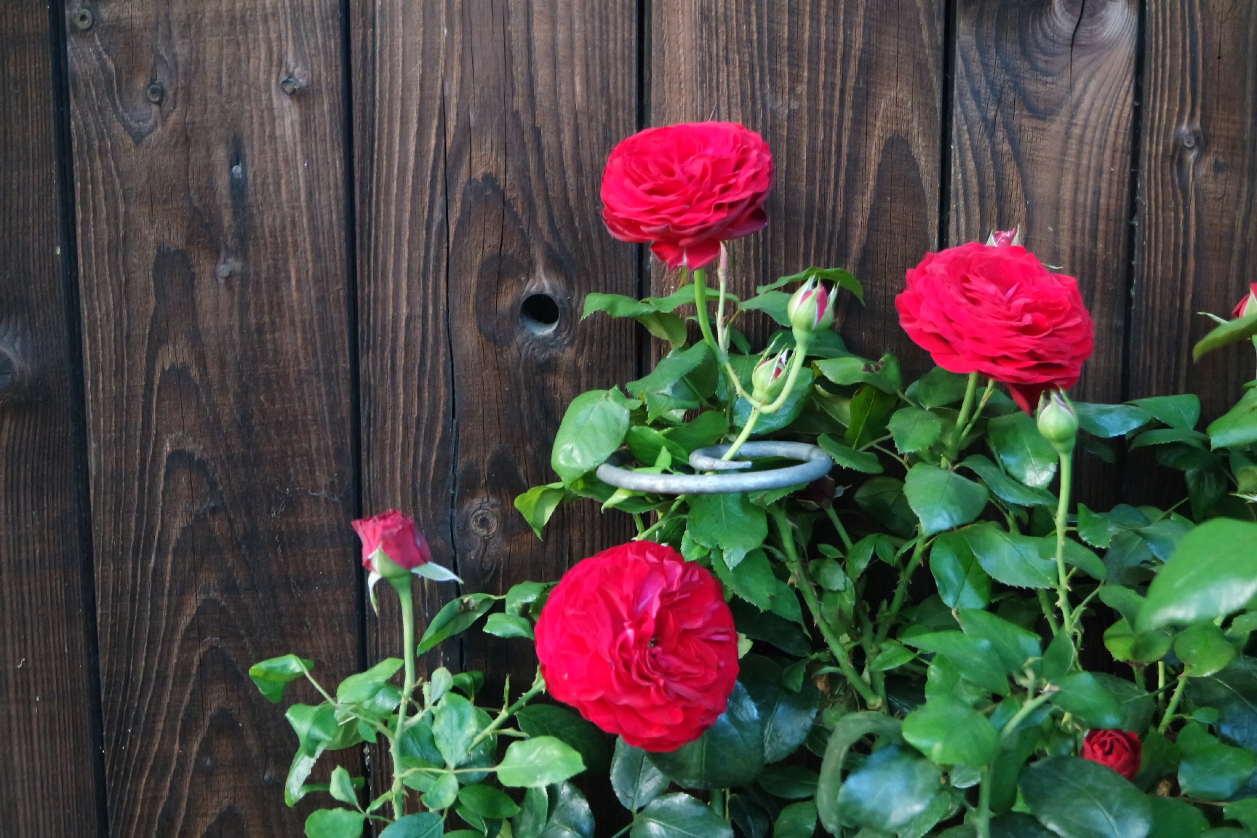 Rosenlocke Rankhilfe Rosen und andere Blumen 41