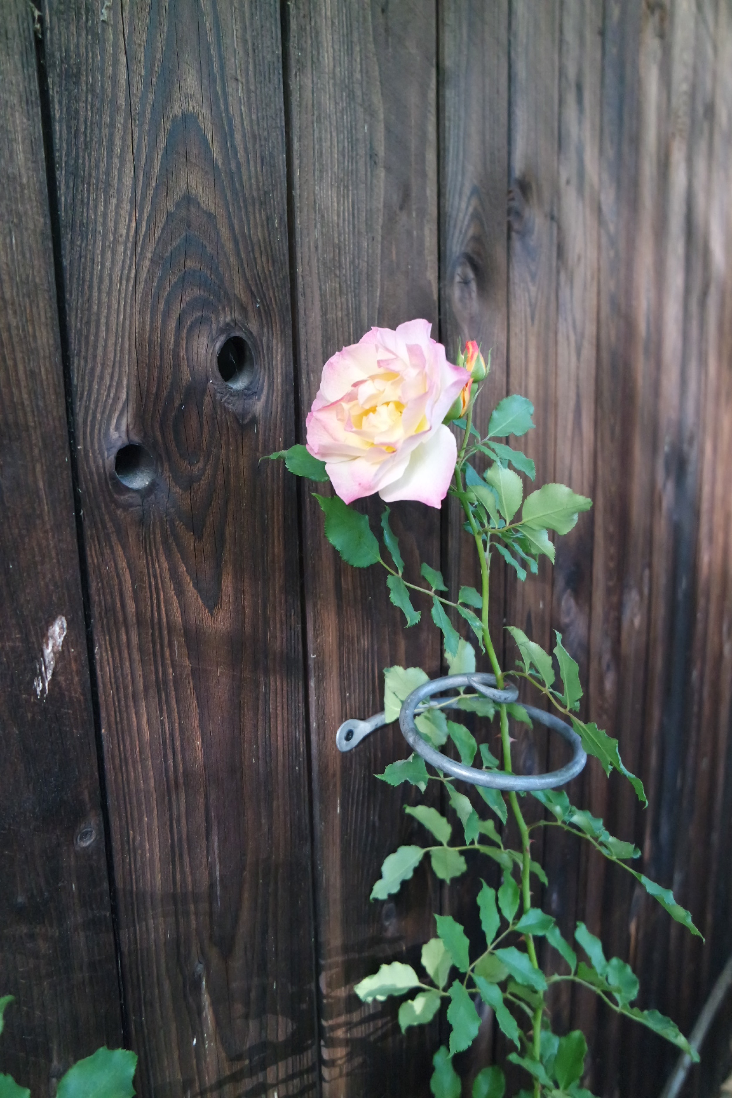 Rosenlocke-Rankhilfe-Rosen-und-andere-Blumen-42