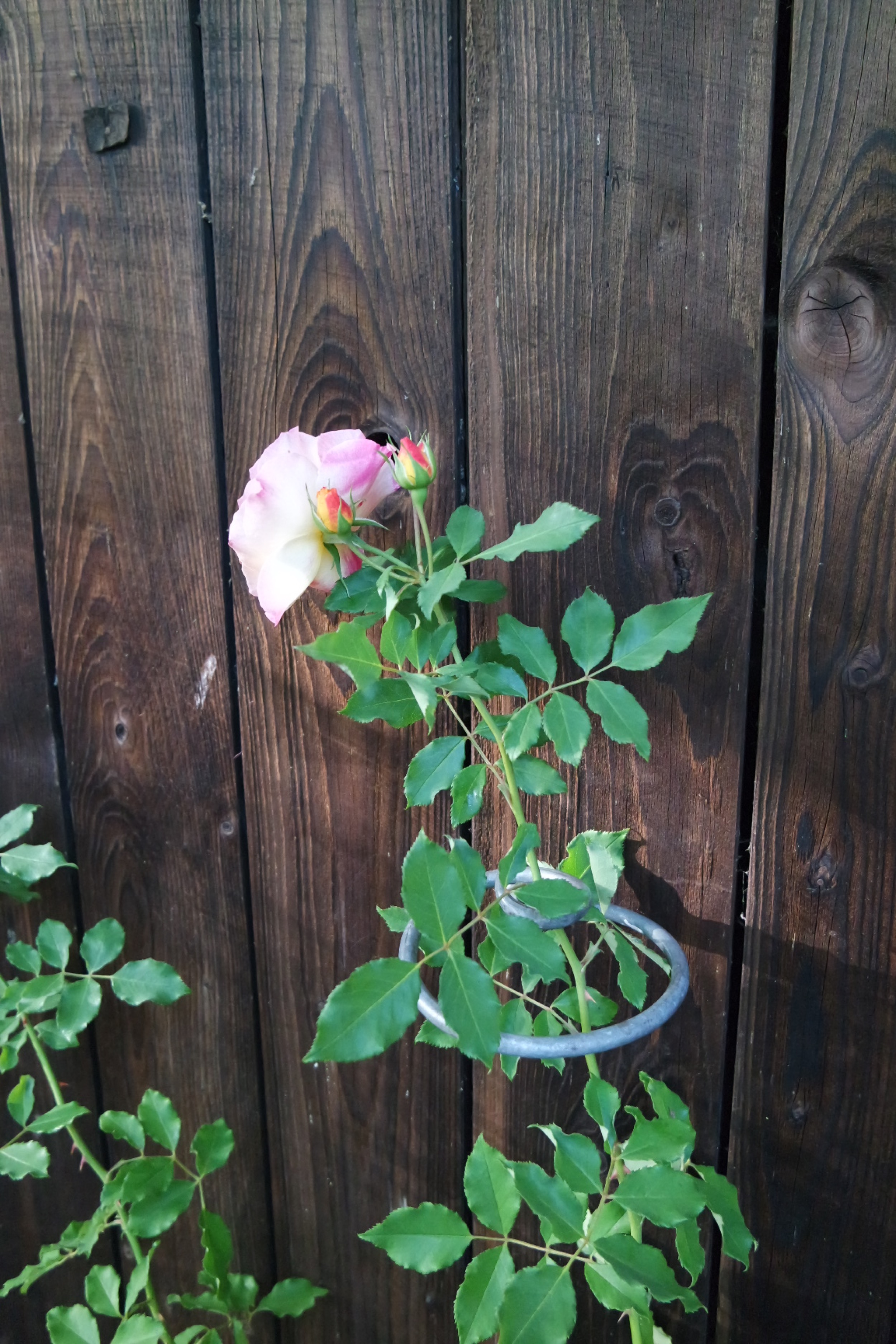 Rosenlocke-Rankhilfe-Rosen-und-andere-Blumen-43
