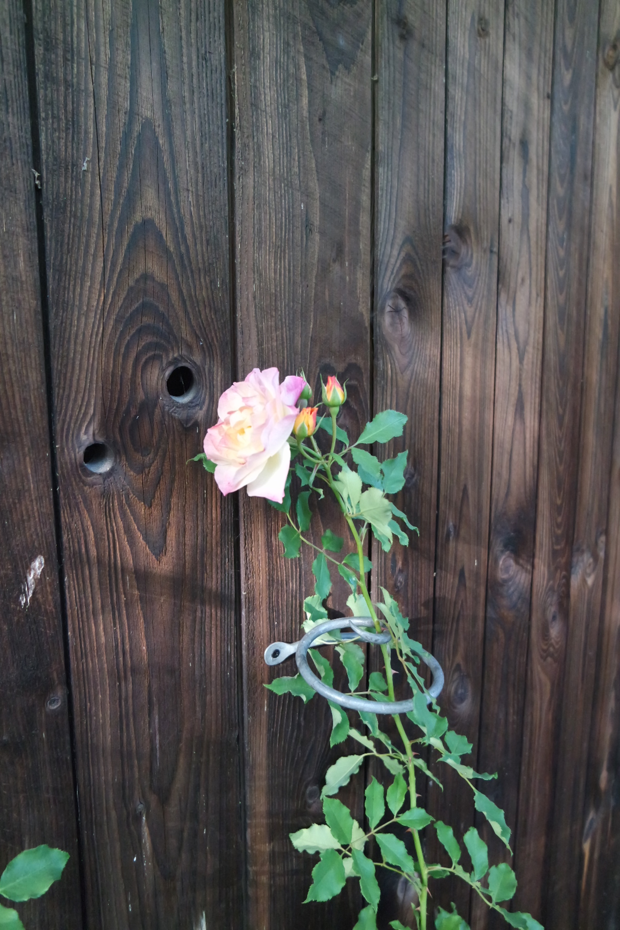 Rosenlocke-Rankhilfe-Rosen-und-andere-Blumen-44