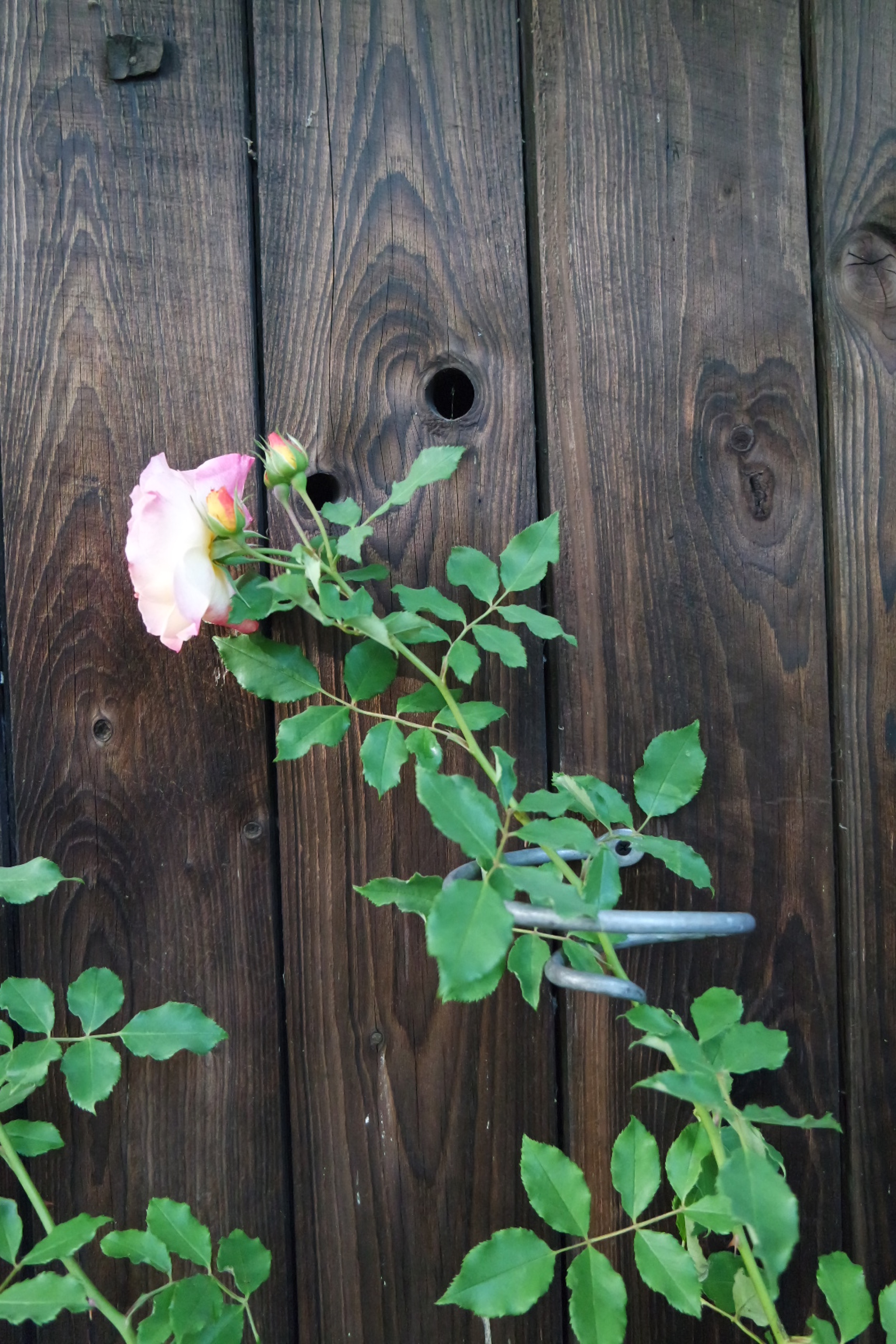 Rosenlocke-Rankhilfe-Rosen-und-andere-Blumen-45
