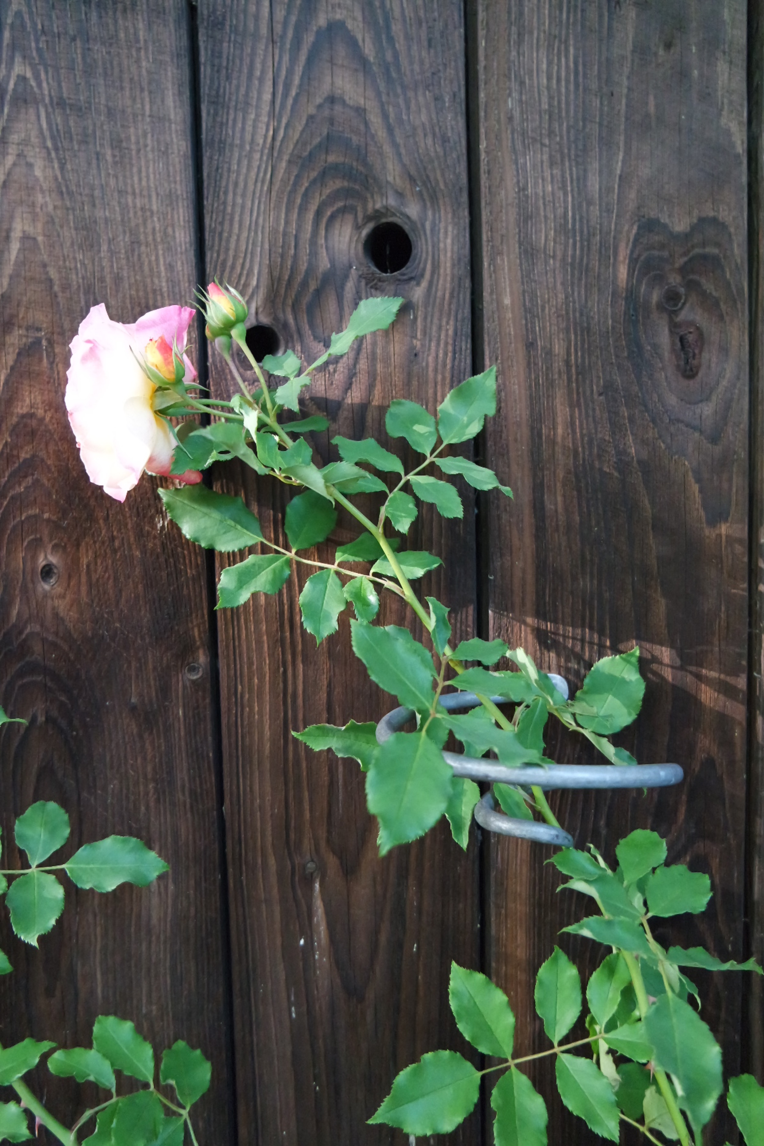 Rosenlocke-Rankhilfe-Rosen-und-andere-Blumen-46