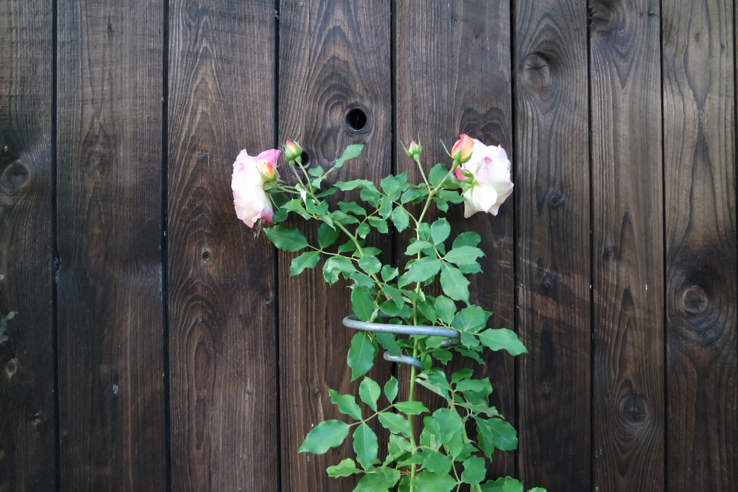 Rosenlocke Rankhilfe Rosen und andere Blumen 48