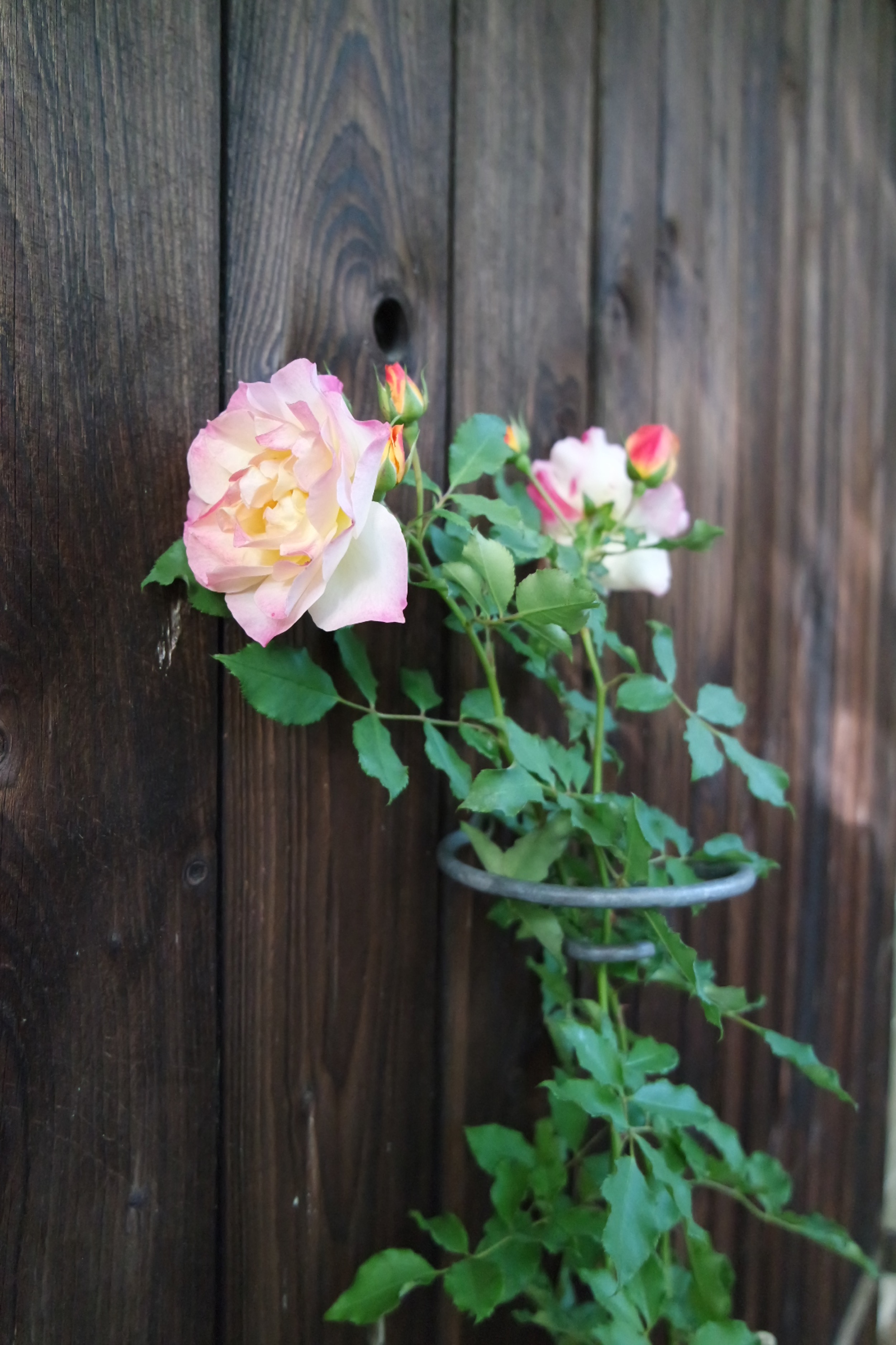 Rosenlocke-Rankhilfe-Rosen-und-andere-Blumen-49