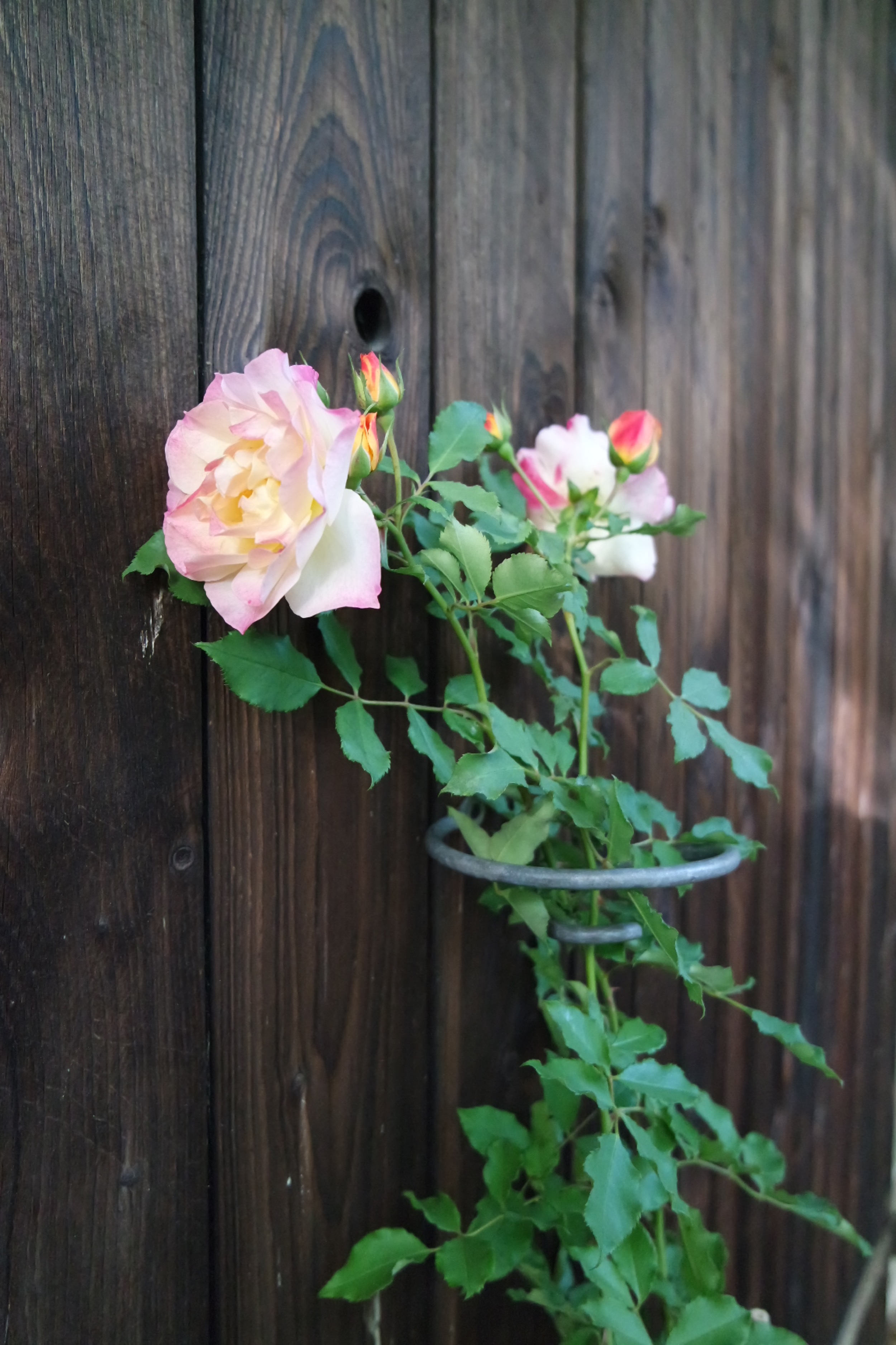Rosenlocke-Rankhilfe-Rosen-und-andere-Blumen-50