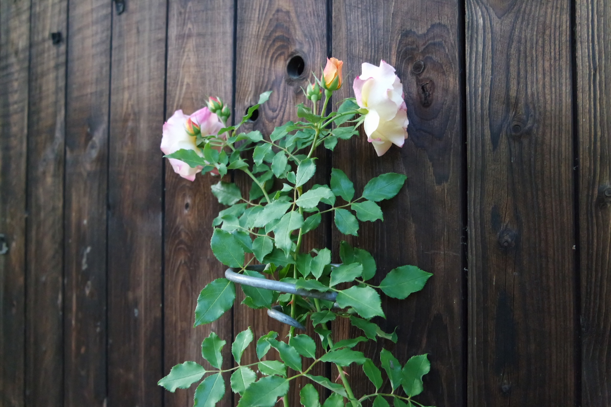 Rosenlocke Rankhilfe Rosen und andere Blumen 52