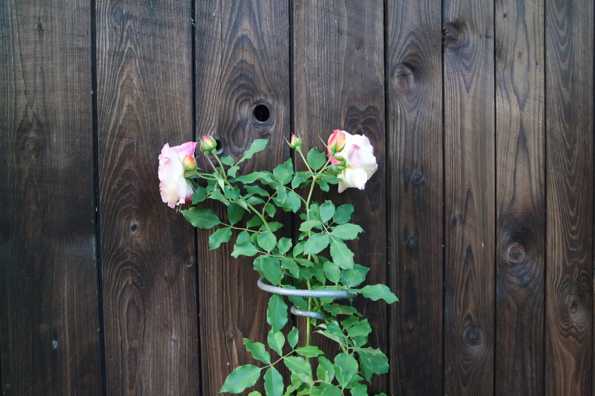 Rosenlocke Rankhilfe Rosen und andere Blumen 53