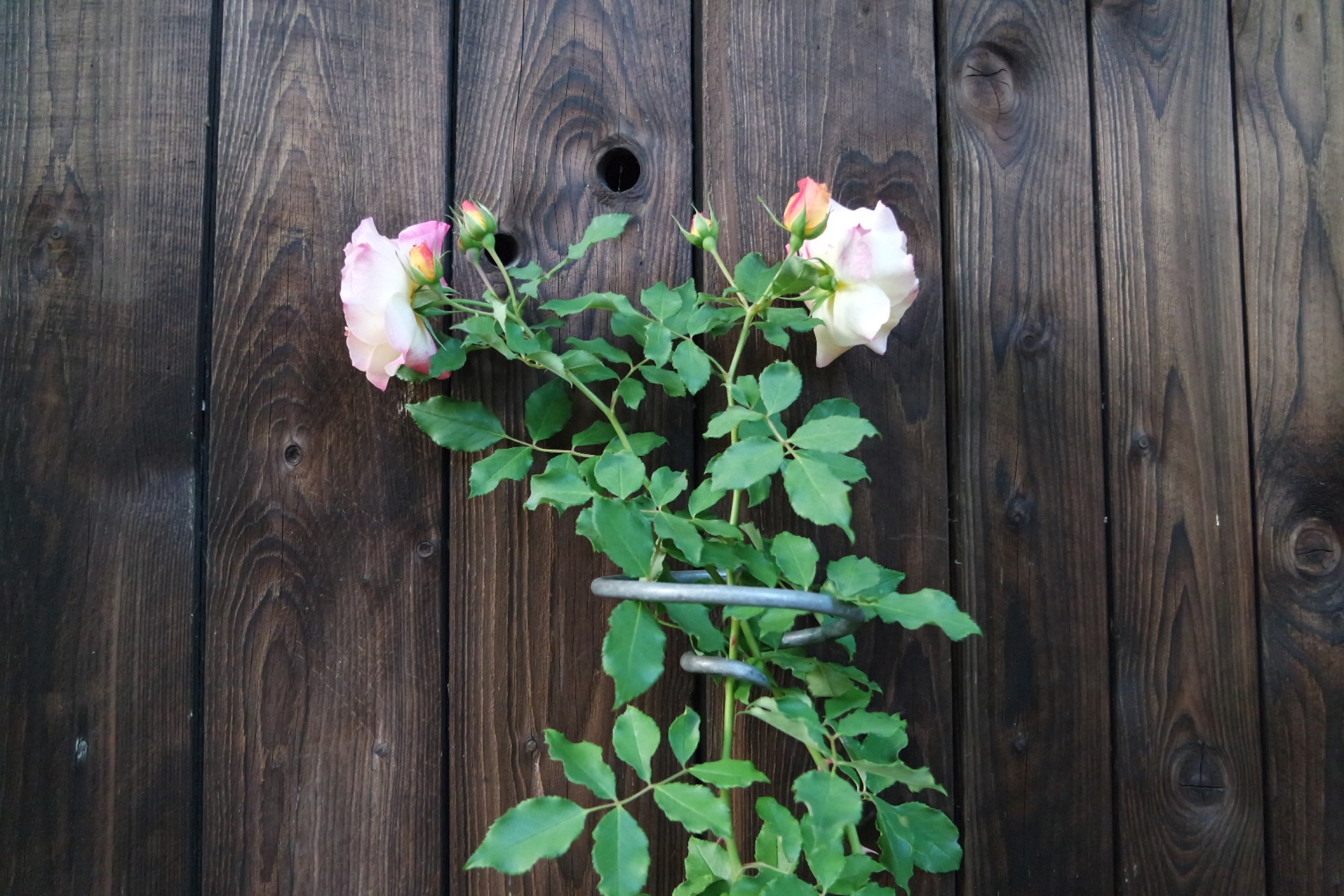 Rosenlocke Rankhilfe mit zartrosa Rosenblüten und Knospen