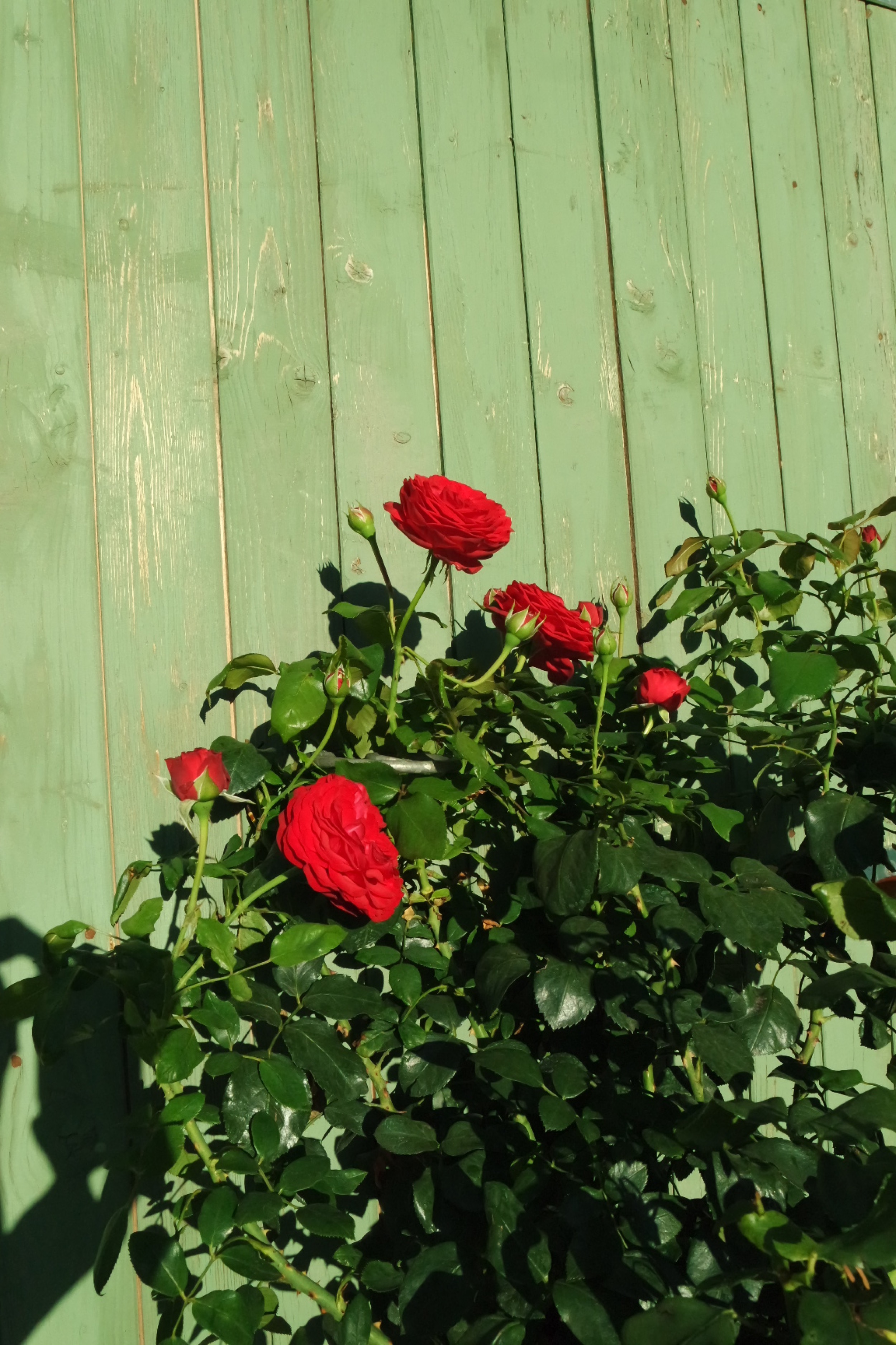 Rosenlocke-Rankhilfe-Rosen-und-andere-Blumen-55