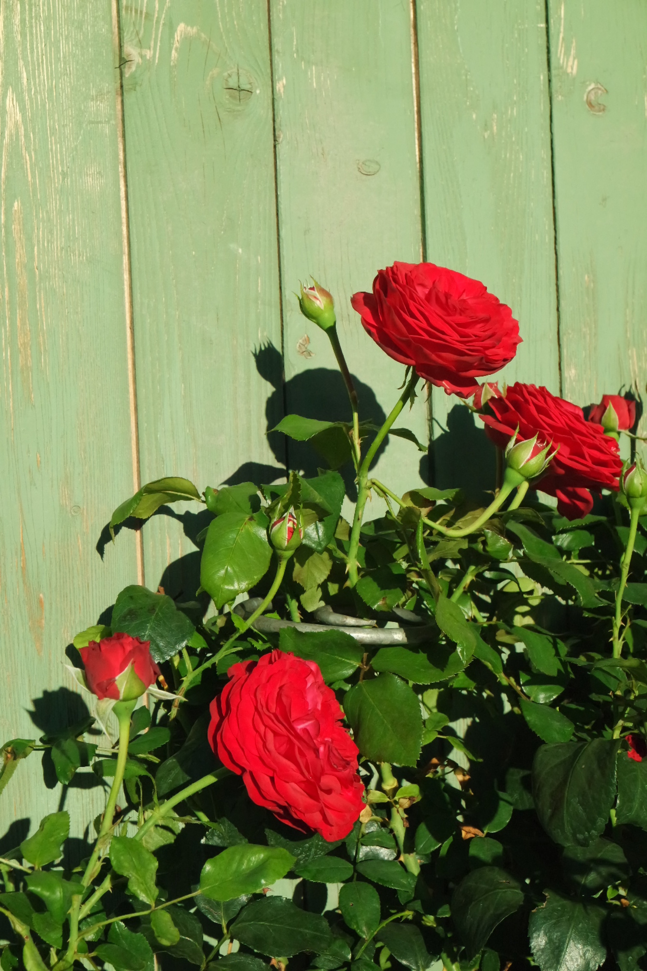 Rosenlocke-Rankhilfe-Rosen-und-andere-Blumen-56