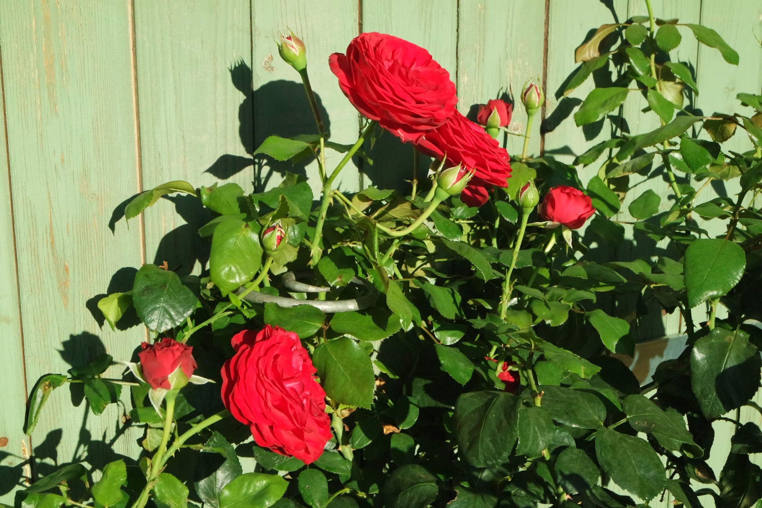 Rosenlocke Rankhilfe Rosen und andere Blumen 57
