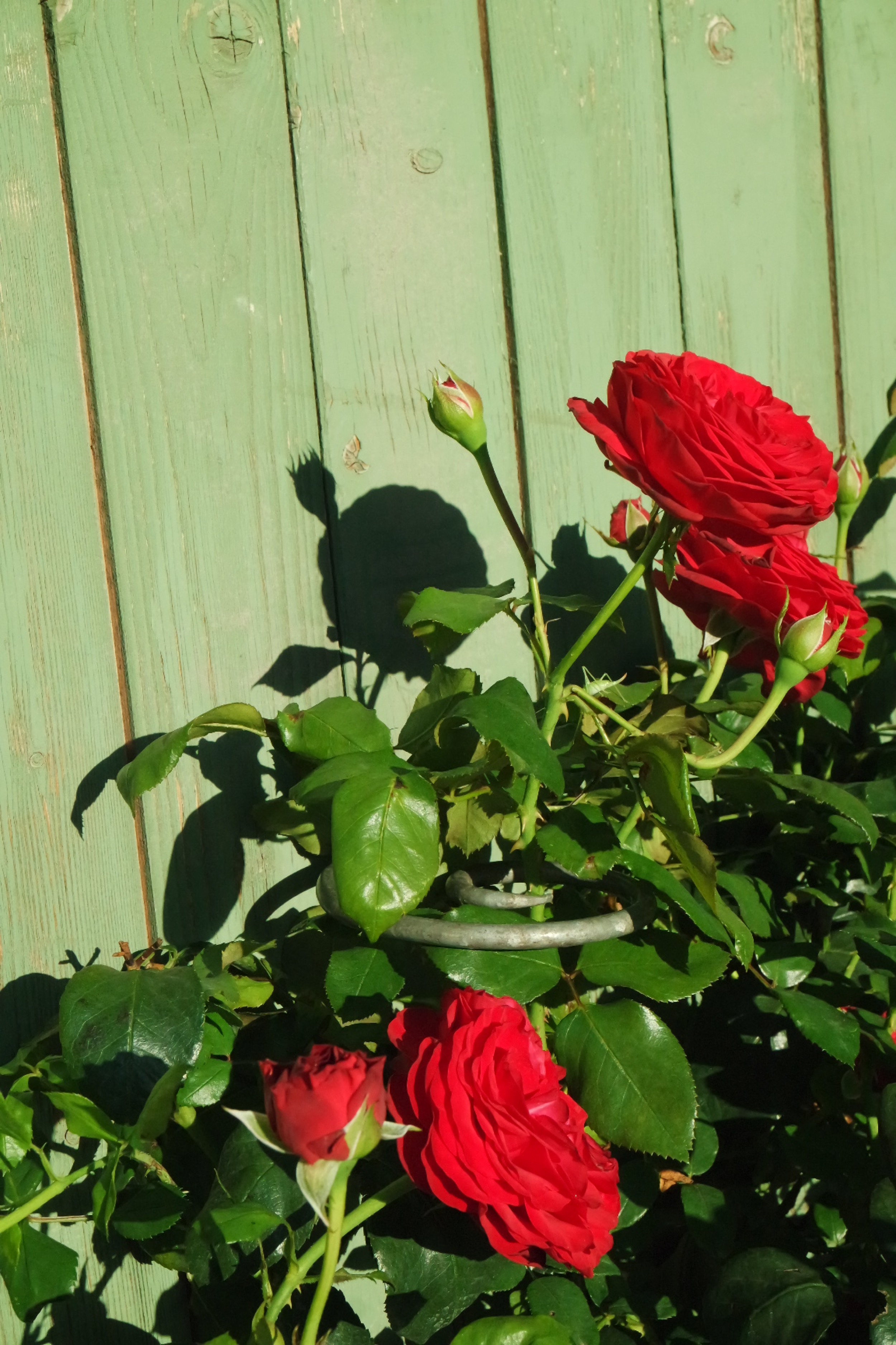 Rosenlocke-Rankhilfe-Rosen-und-andere-Blumen-58